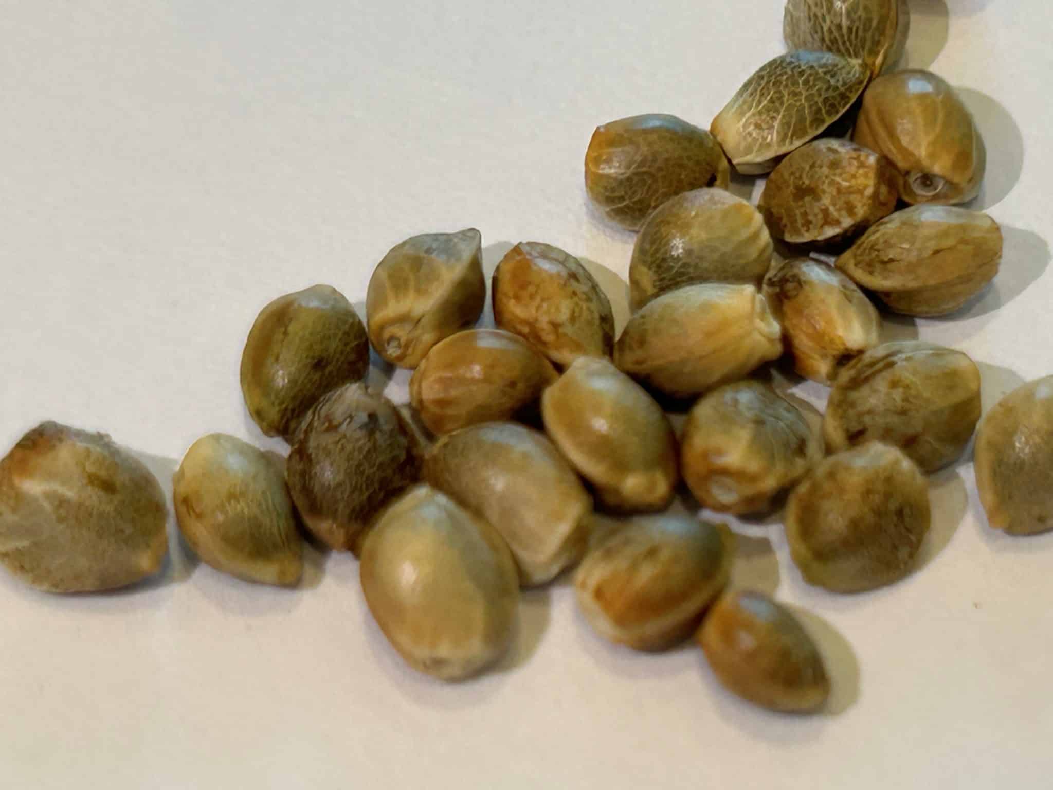 Trainwreck Cannabis Seeds | Cannabiz Seed Trainwreck Feminized Cannabis Seeds