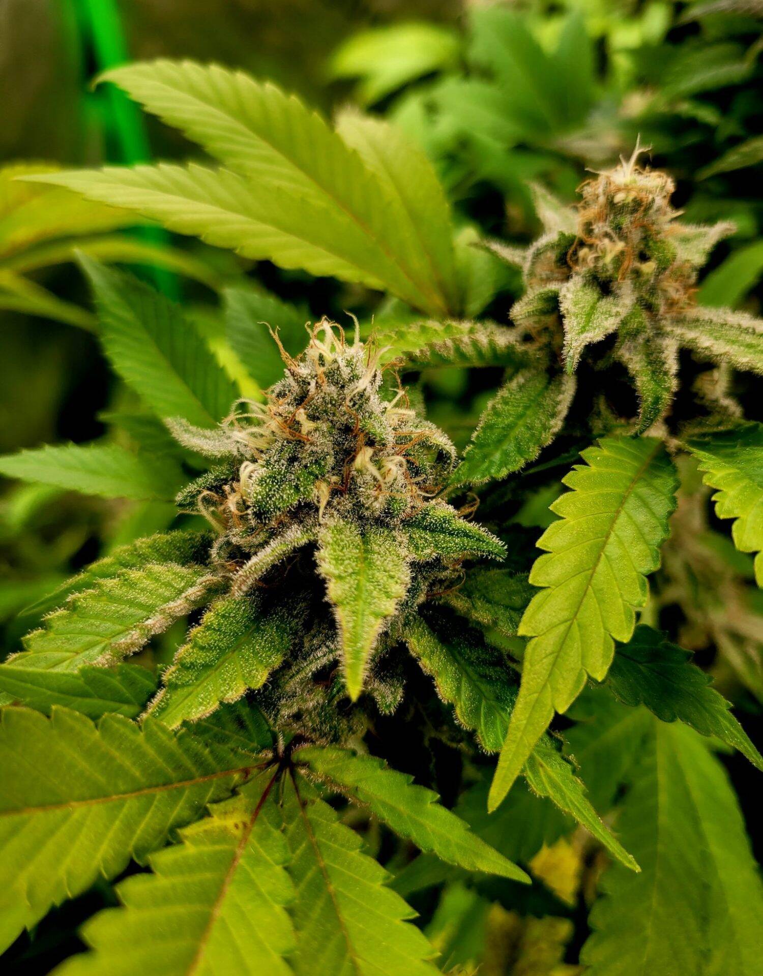 Trainwreck Feminized Cannabis Image | Cannabiz Seed Trainwreck Feminized Cannabis Growing