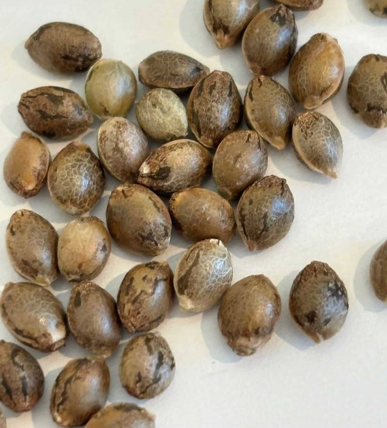 Chiquita Banana Feminized Cannabis Seeds | Cannabiz Seed Chiquita Banana Feminized Cannabis Seeds