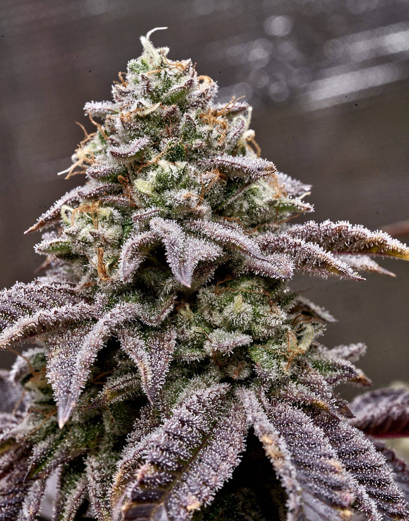 Black African Magic Feminized Cannabis Plant | Cannabiz Seed Black African Magic Feminized Cannabis Plant