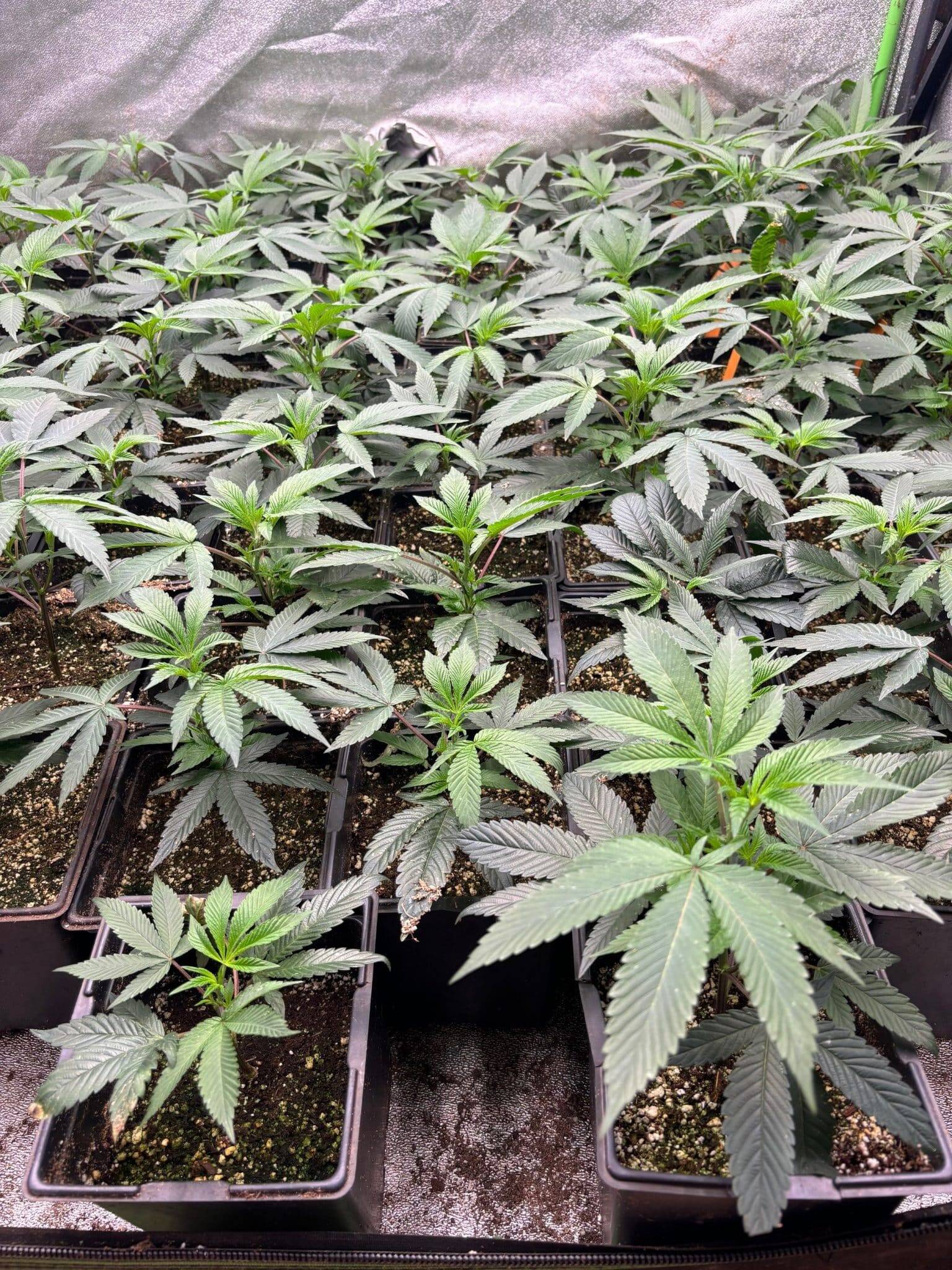 Mac 1 Teen Phase in a Grow Room | Cannabiz Seed Mac 1 Teen Phase in a Grow Room