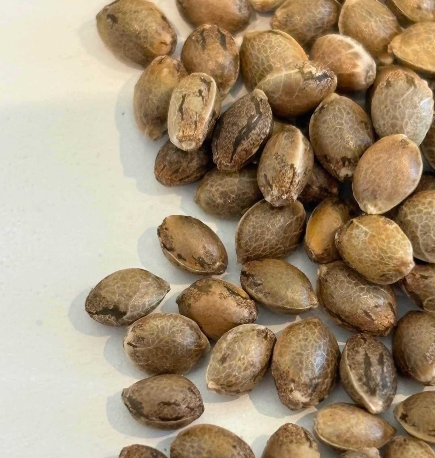 24K Gold Autoflower Cannabis Seeds | Cannabiz Seed 24K Gold Autoflower Cannabis Seeds