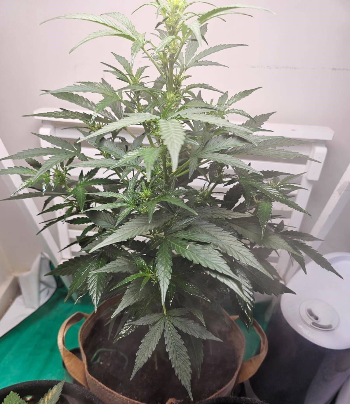 24K Gold Autoflower Before Flowering | Cannabiz Seed 24K Gold Autoflower Before Flowering