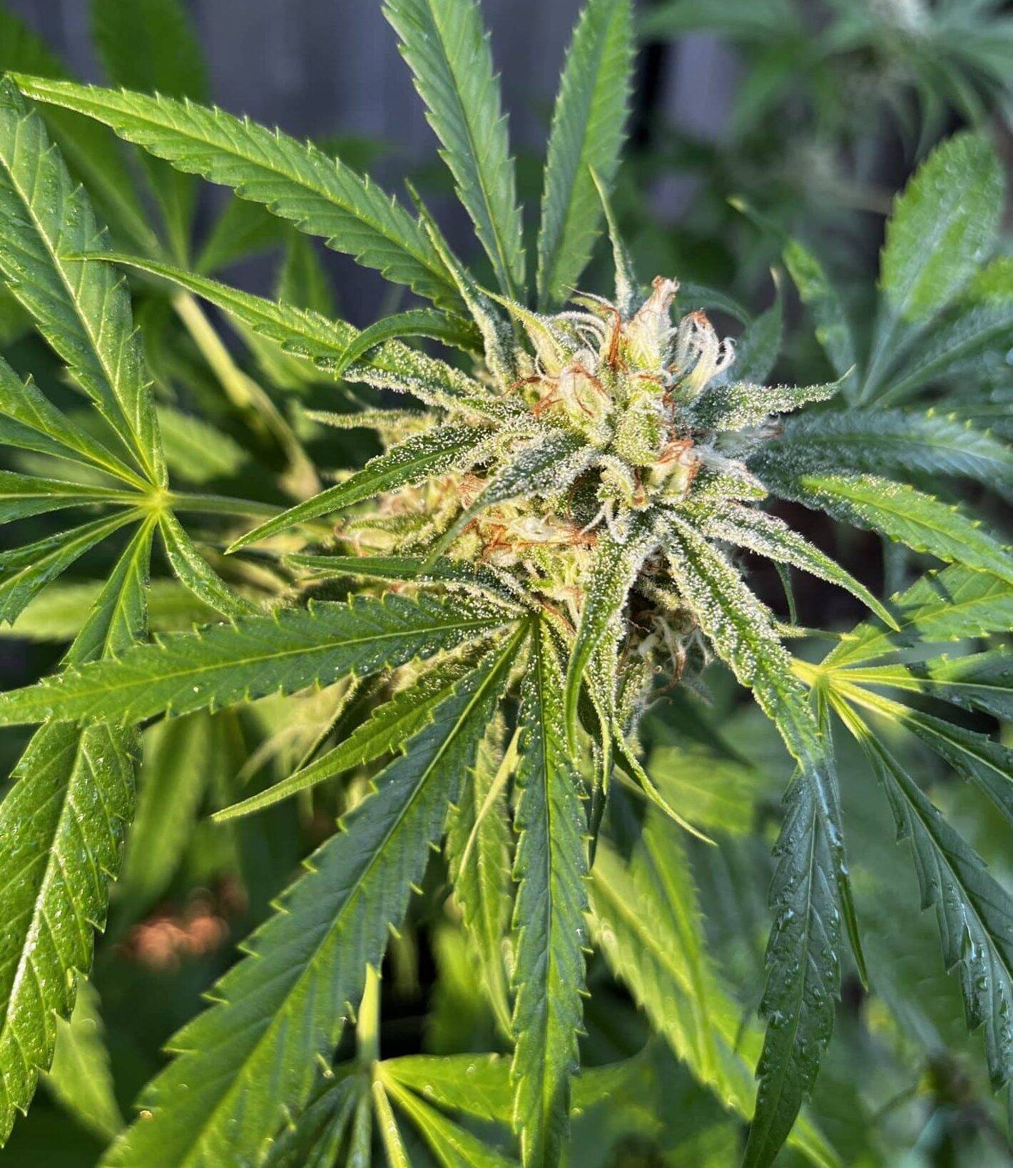 Chiquita Banana Cannabis Strain | Cannabiz Seed Chiquita Banana Cannabis Strain