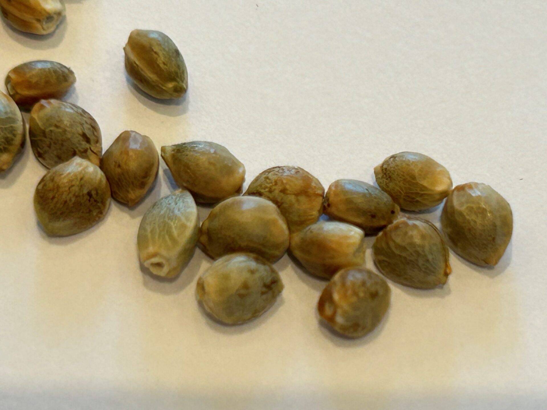 Honey OG Feminized Cannabis Seeds | Cannabiz Seed Honey OG Feminized Cannabis Seeds