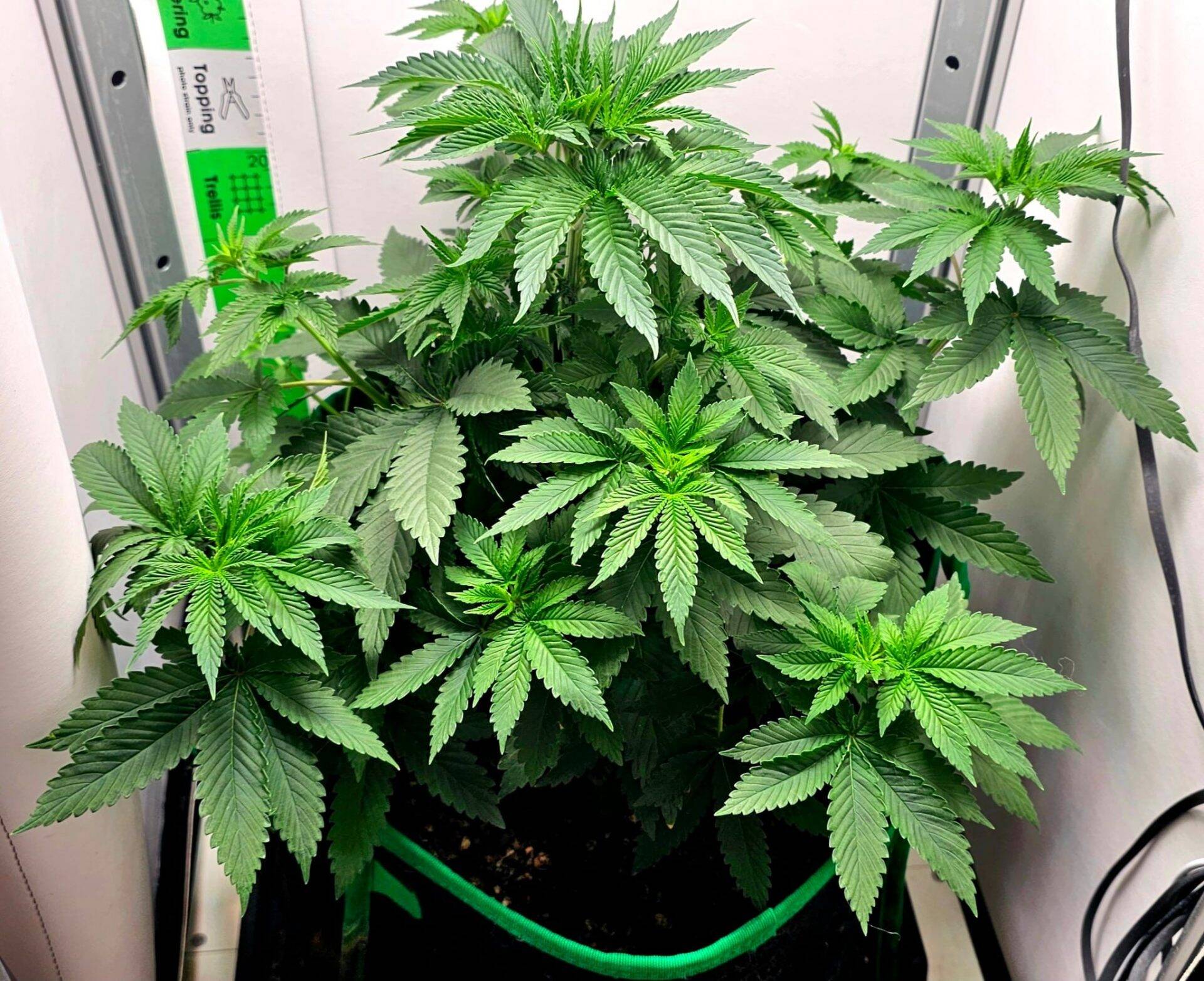 Darth Vader OG Autoflower Beginning Stages | Cannabiz Seed