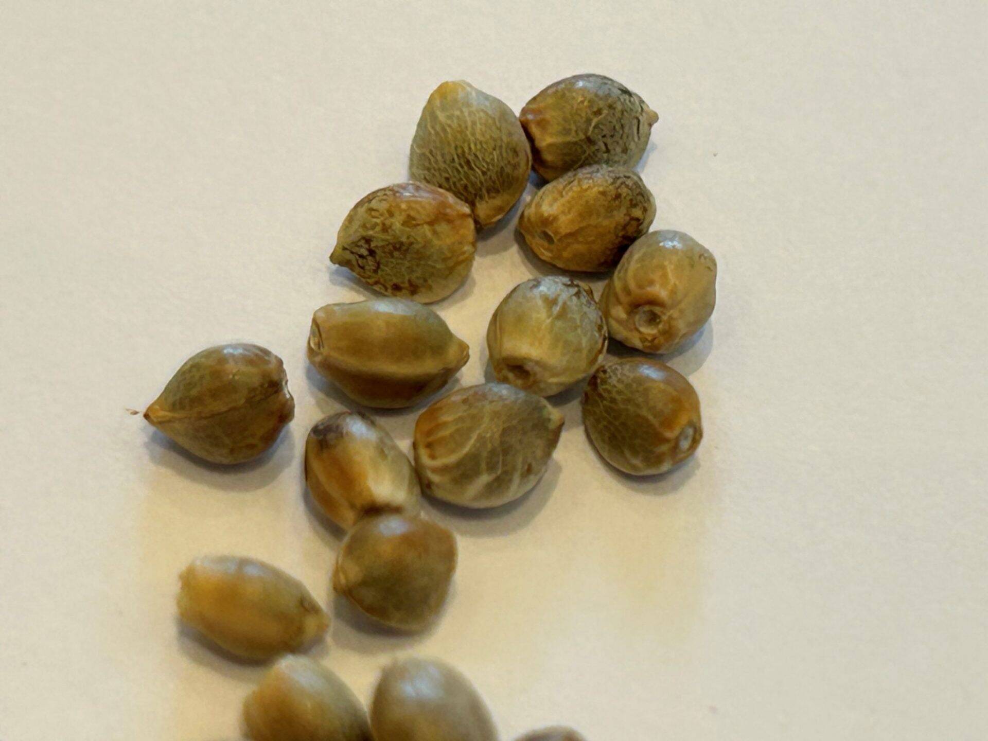 White Widow Cannabis Seeds | Cannabiz Seed White Widow Cannabis Seeds