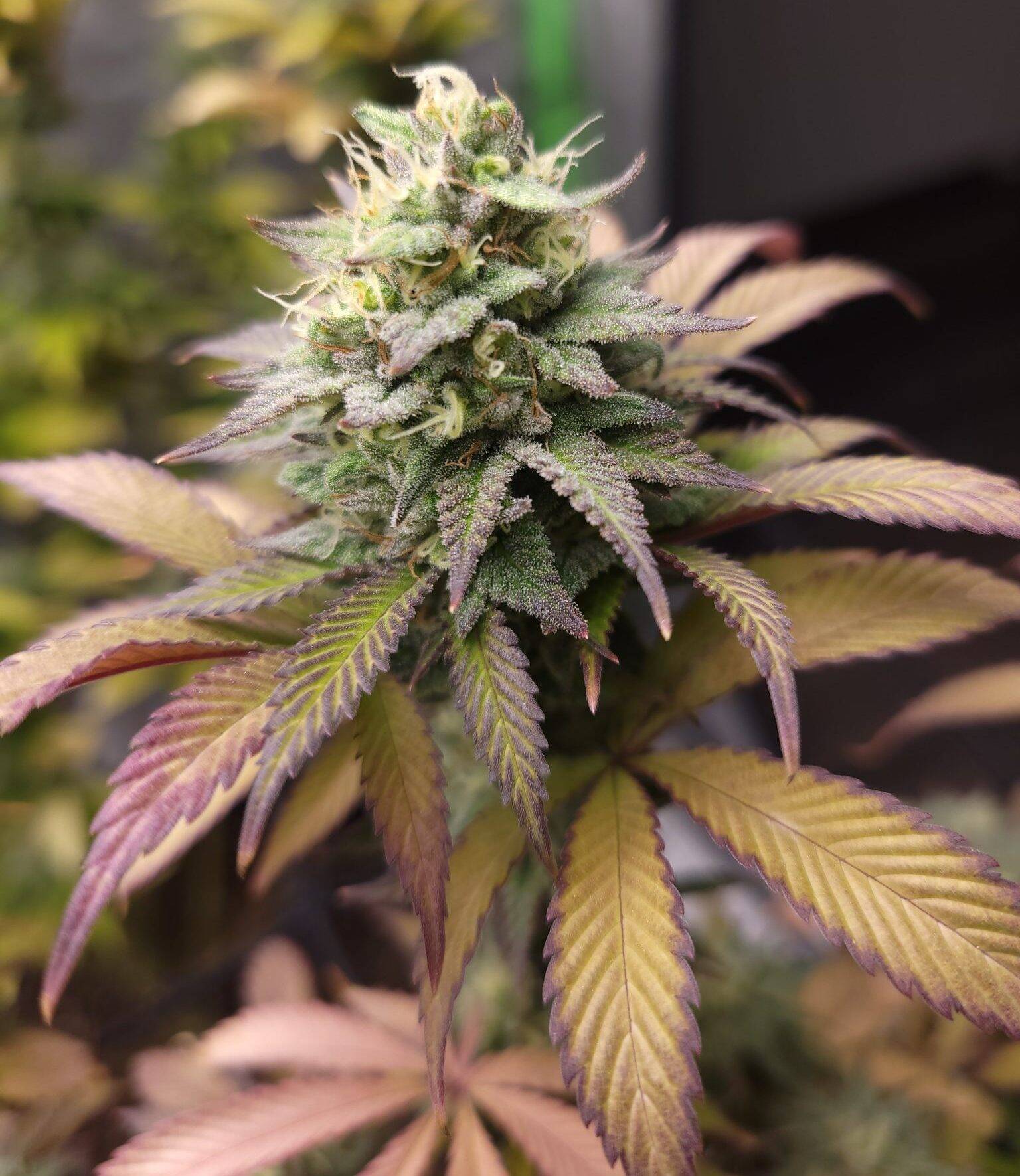 Zkittlez Feminized Cannabis Image | Cannabiz Seed Zkittlez Feminized Cannabis Image growing indoor
