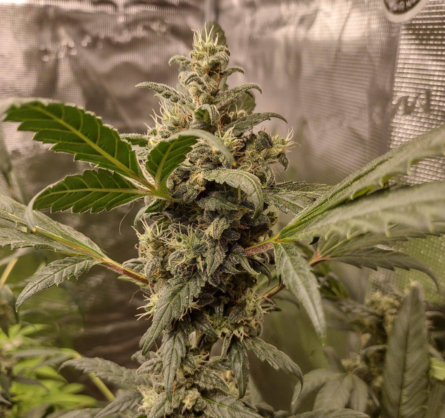 Holy Moly Cannabis Plant | Cannabiz Seed Holy Moly Cannabis Plant