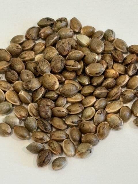 Do Si Dos Image of Seeds | Cannabiz Seed Do Si Dos Obraz semen