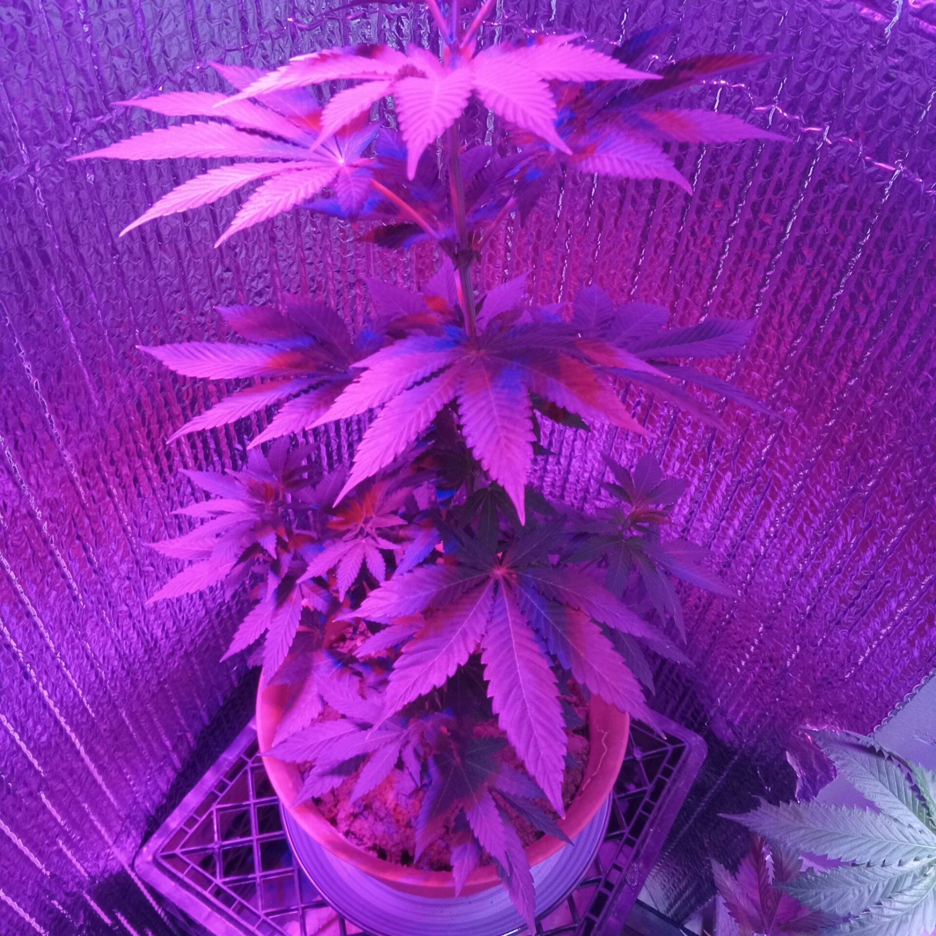 Zkittlez Teen Image | Cannabiz Seed Zkittlez Teen Image in Grow Room