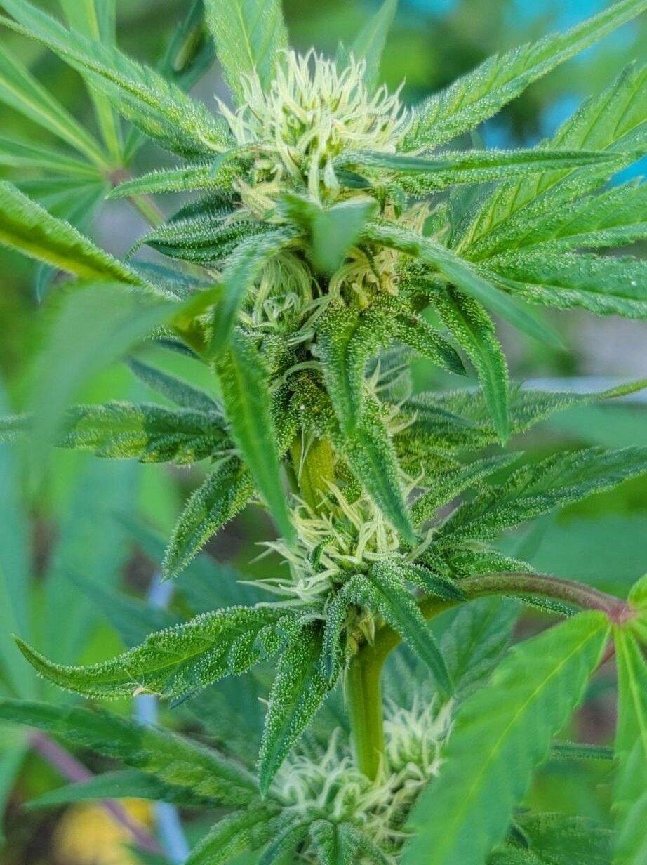 White Widow Feminized Cannabis Plant | Cannabiz Seed White Widow Feminized Cannabis Plant