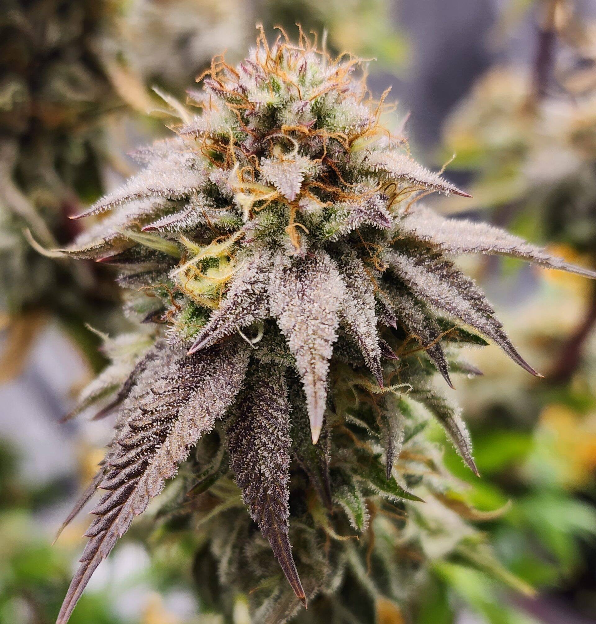 Afgooey Autoflower Cannabis Plant | Cannabiz Seed Samonakvétací rostlina konopí Afgooey