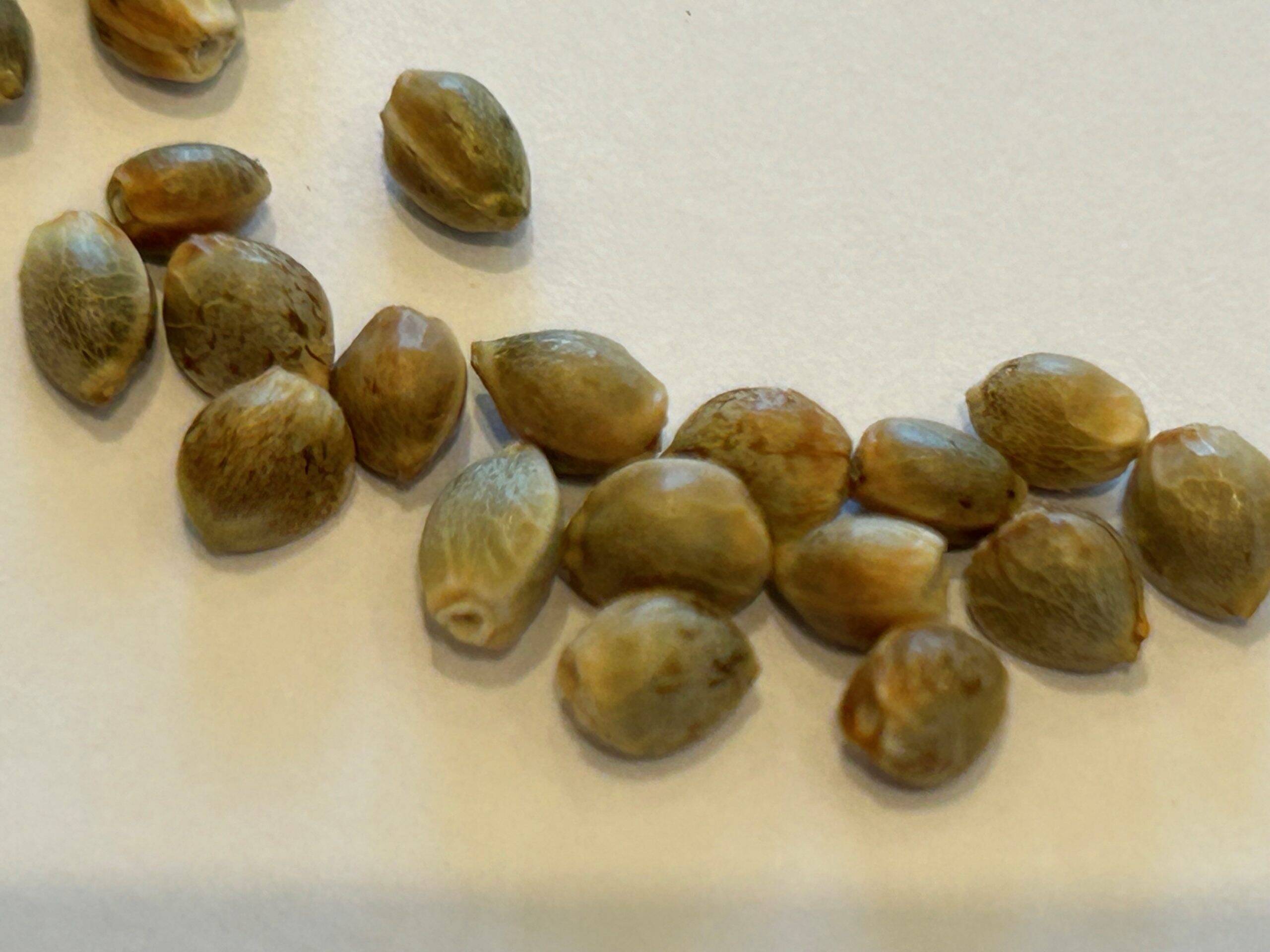 Afgooey Autoflower Cannabis Seeds | Cannabiz Seed Samonakvétací konopná semínka Afgooey