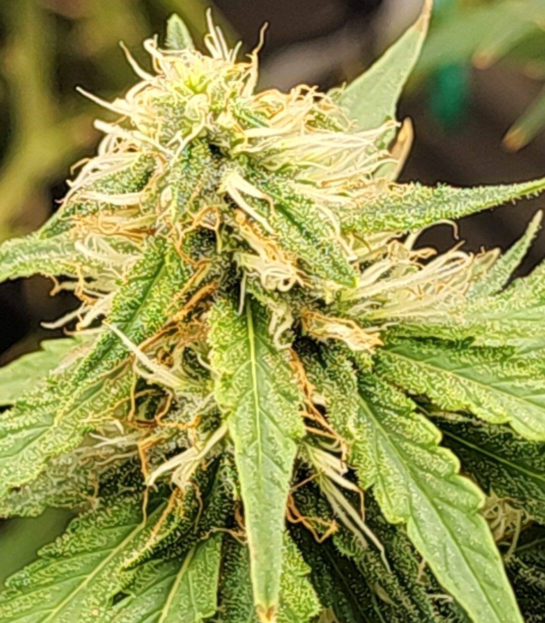 AK Autoflower Cannabis Plant | Cannabiz Seed AK Autoflower Cannabis Plant