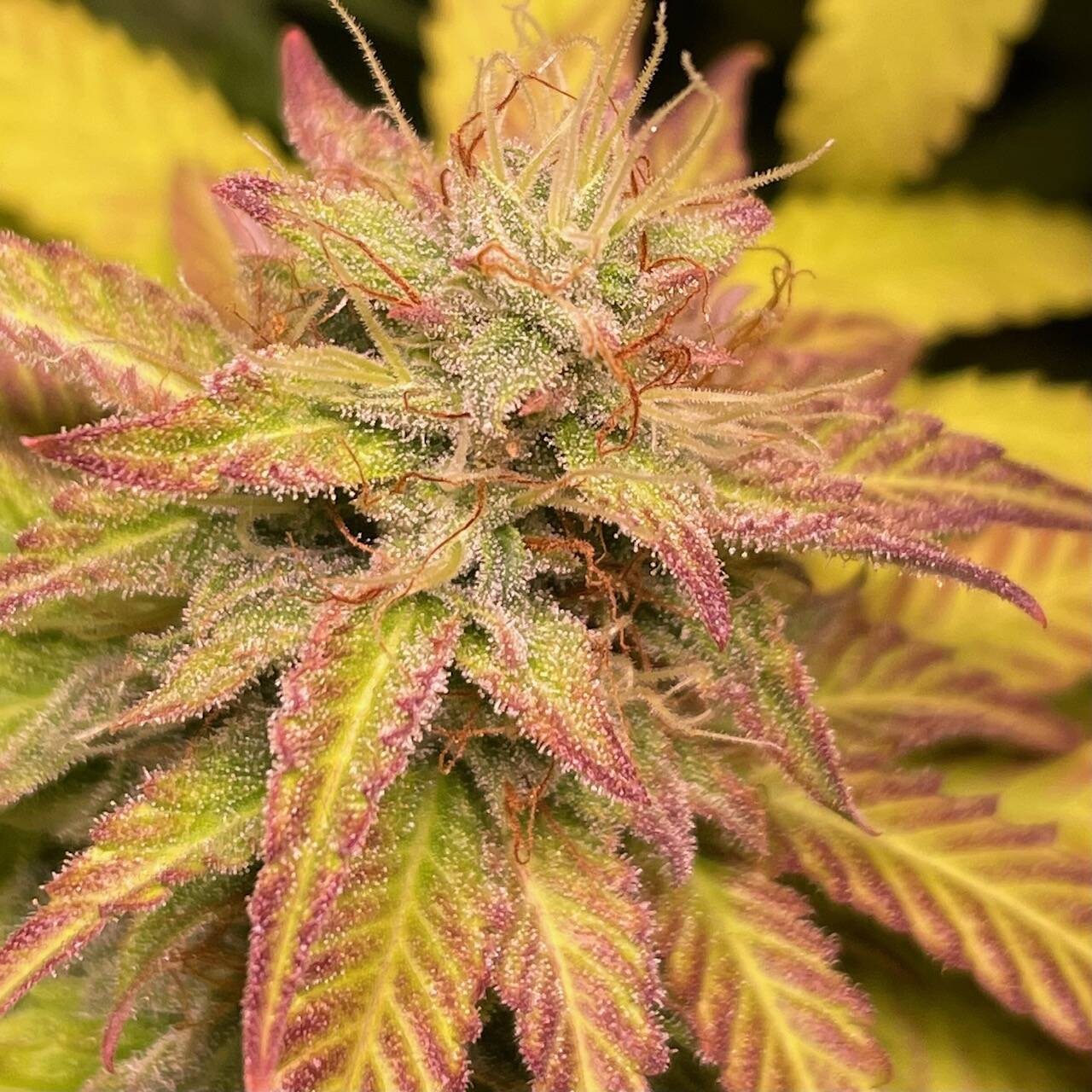 Purple Sunset Autoflower Cannabis Plant | Cannabiz Seed Purple Sunset Autoflower Cannabis Plant