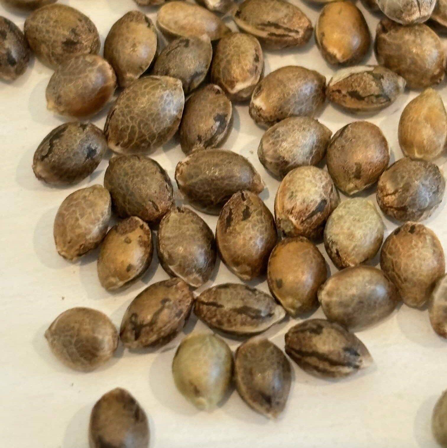 Chocolope Autoflower Image of Seeds | Cannabiz Seed Chocolope Autoflower Image of Seeds