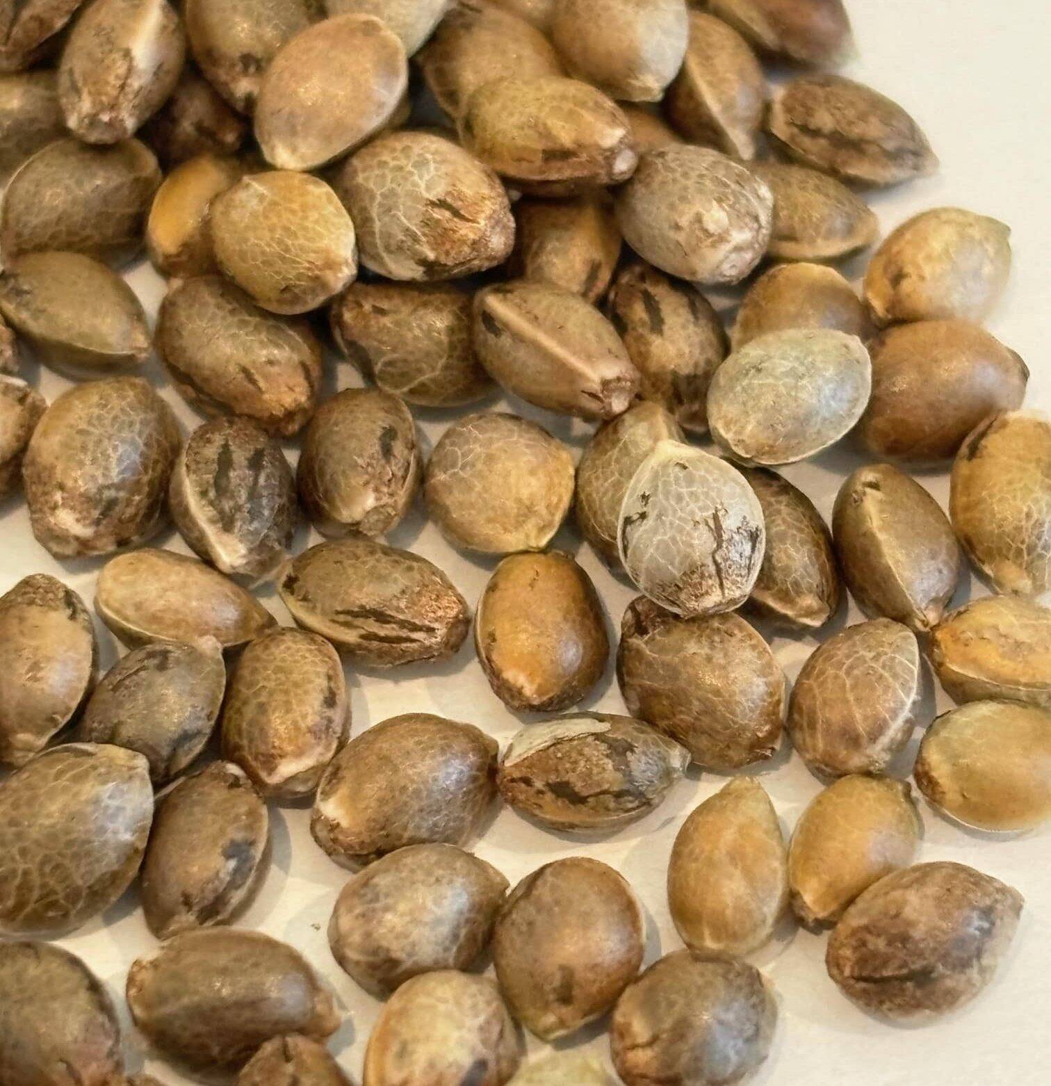 Jack Herer Autoflower Image of Seeds | Cannabiz Seed Jack Herer Autoflower Image of Seeds