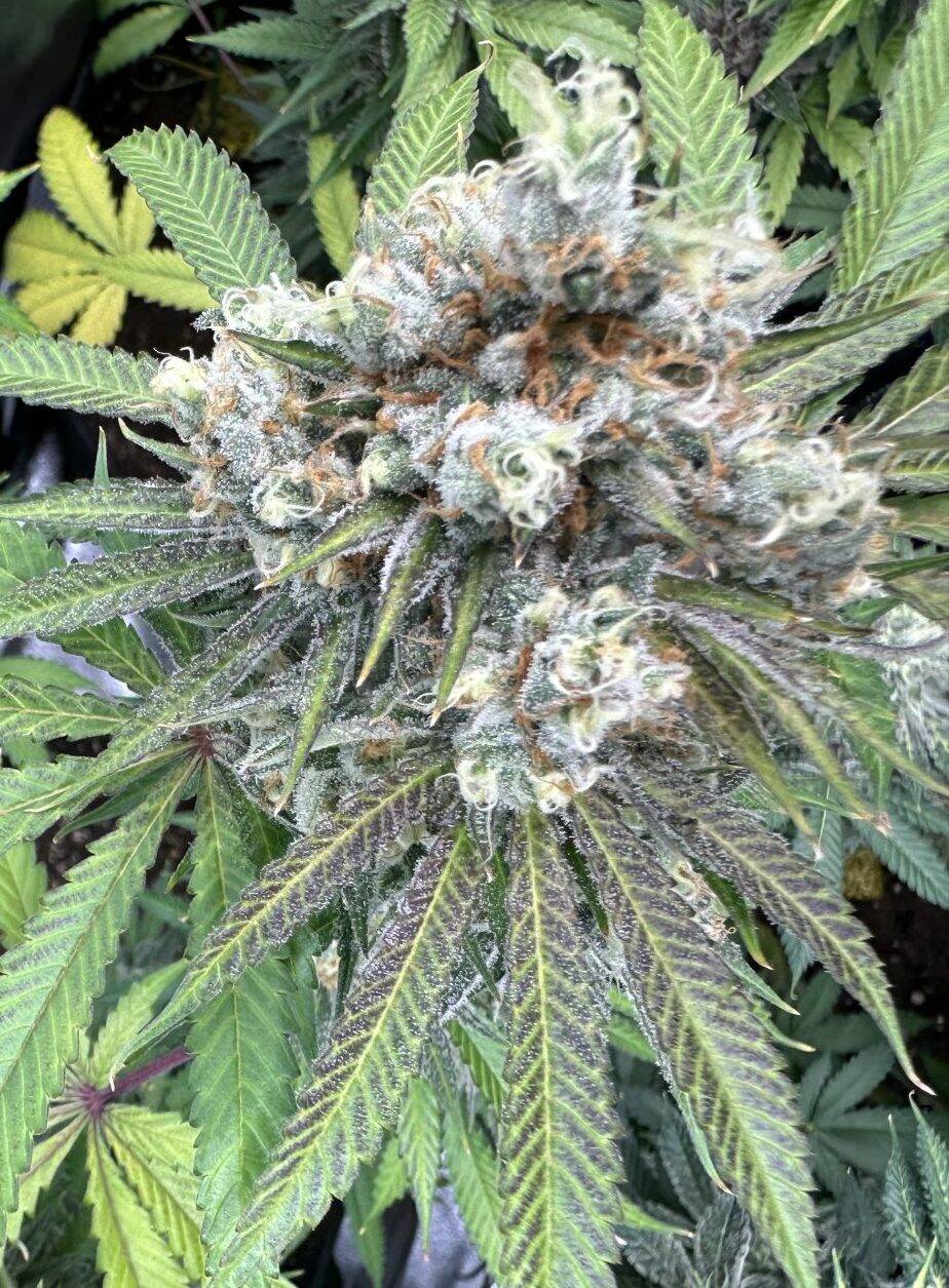 Darth Vader OG Autoflower Cannabis Plant | Cannabiz Seed Darth Vader OG Autoflower Cannabis Plant