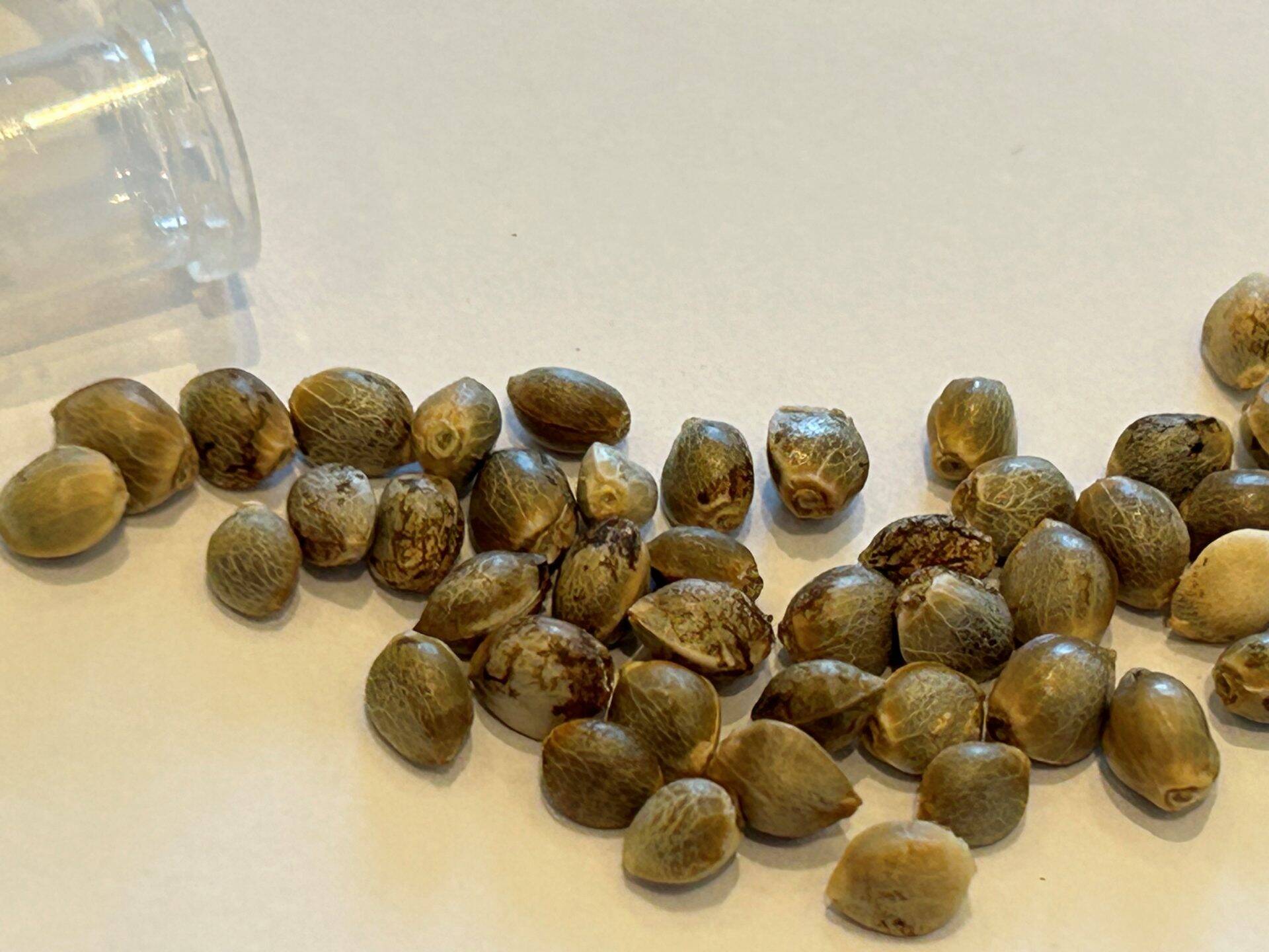 Purple Berry Autoflower Cannabis Seeds | Cannabiz Seed Purple Berry Autoflower Cannabis Seeds