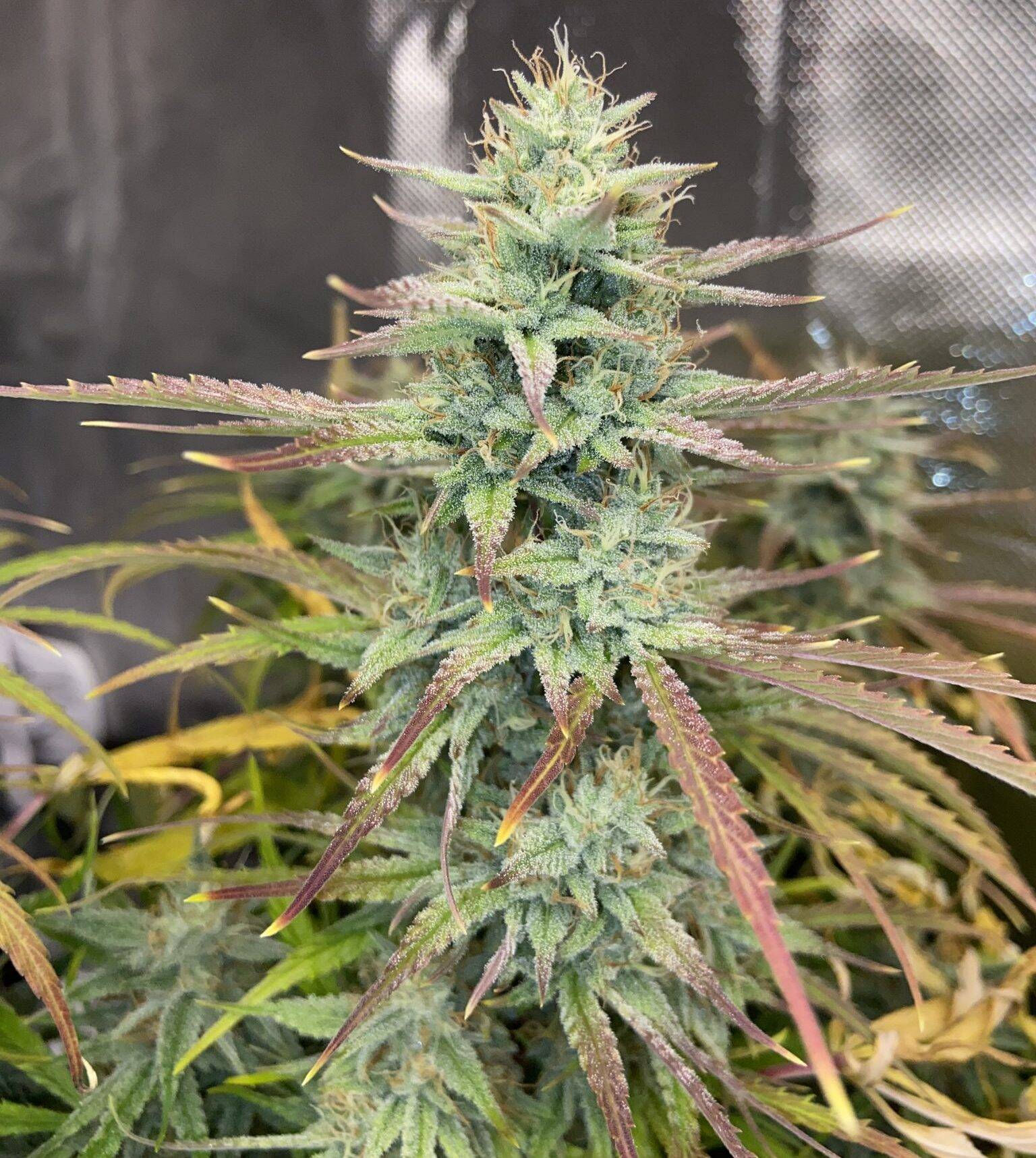 Wedding Cake Feminized Cannabis Plant | Cannabiz Seed Wedding Cake Feminized Cannabis Plant