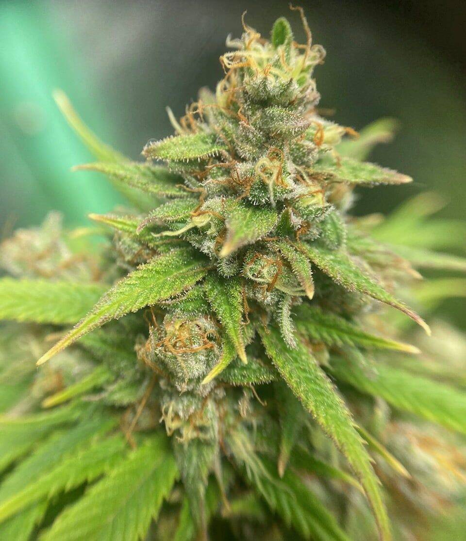 Cream and Cheese CBD Cannabis Plant | Cannabiz Seed Cream and Cheese CBD Cannabis Plant