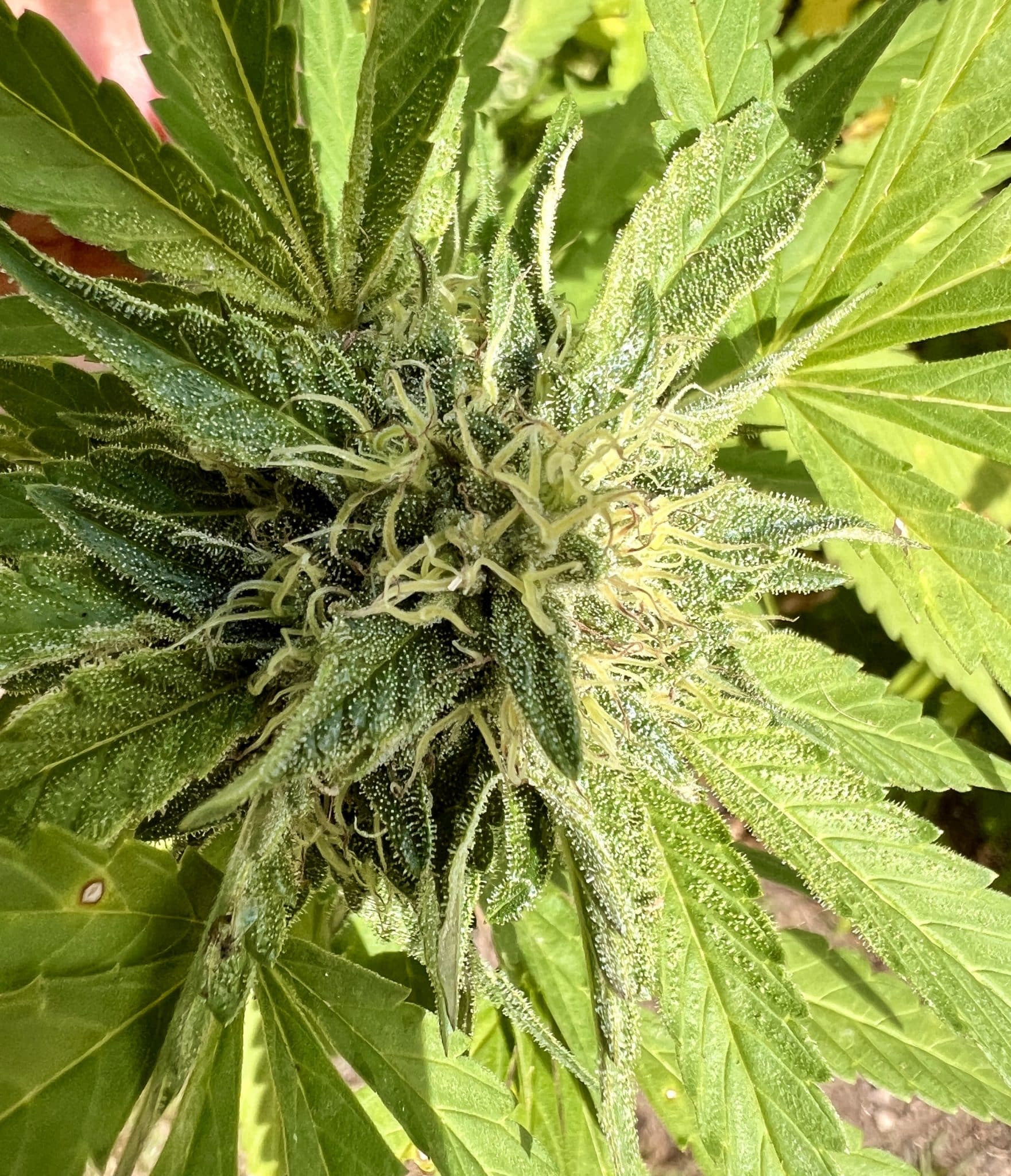 Do Si Dos Cannabis Plant | Cannabiz Seed Do Si Dos Cannabis Plant