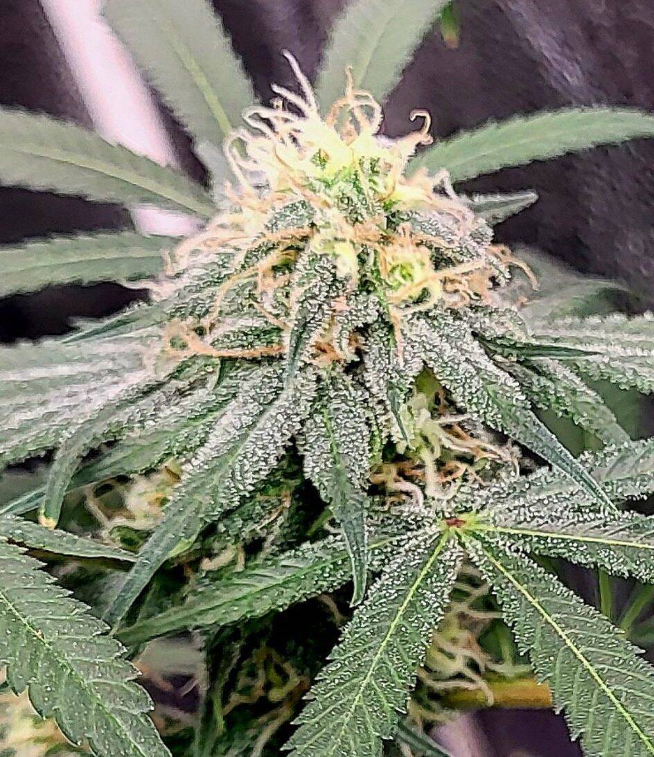 Loud Dream Cannabis Plant | Cannabiz Seed Loud Dream Cannabis Plant