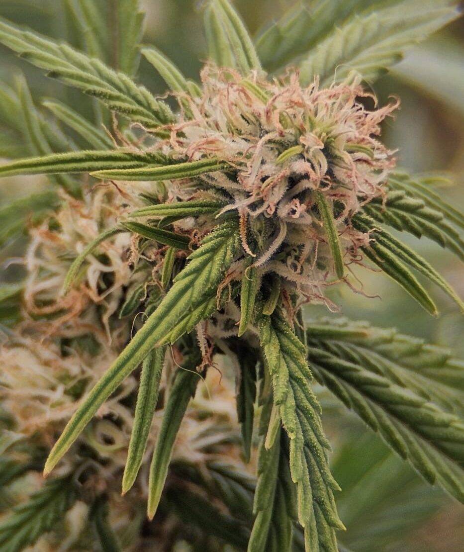 Cereal Milk Feminized Cannabis Plant | Cannabiz Seed Cereal Milk Feminized Cannabis Plant