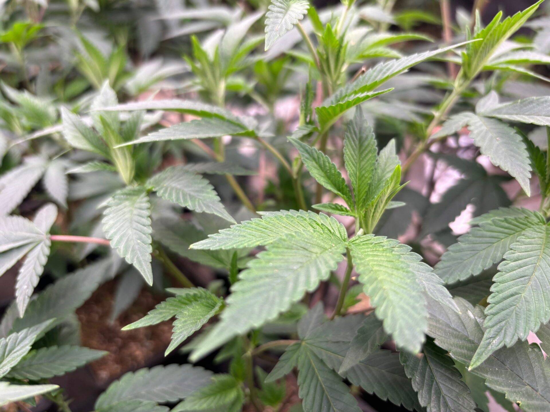 Cereal Milk Feminized Teen | Cannabiz Seed Cereal Milk Teen Phase in a Grow Room