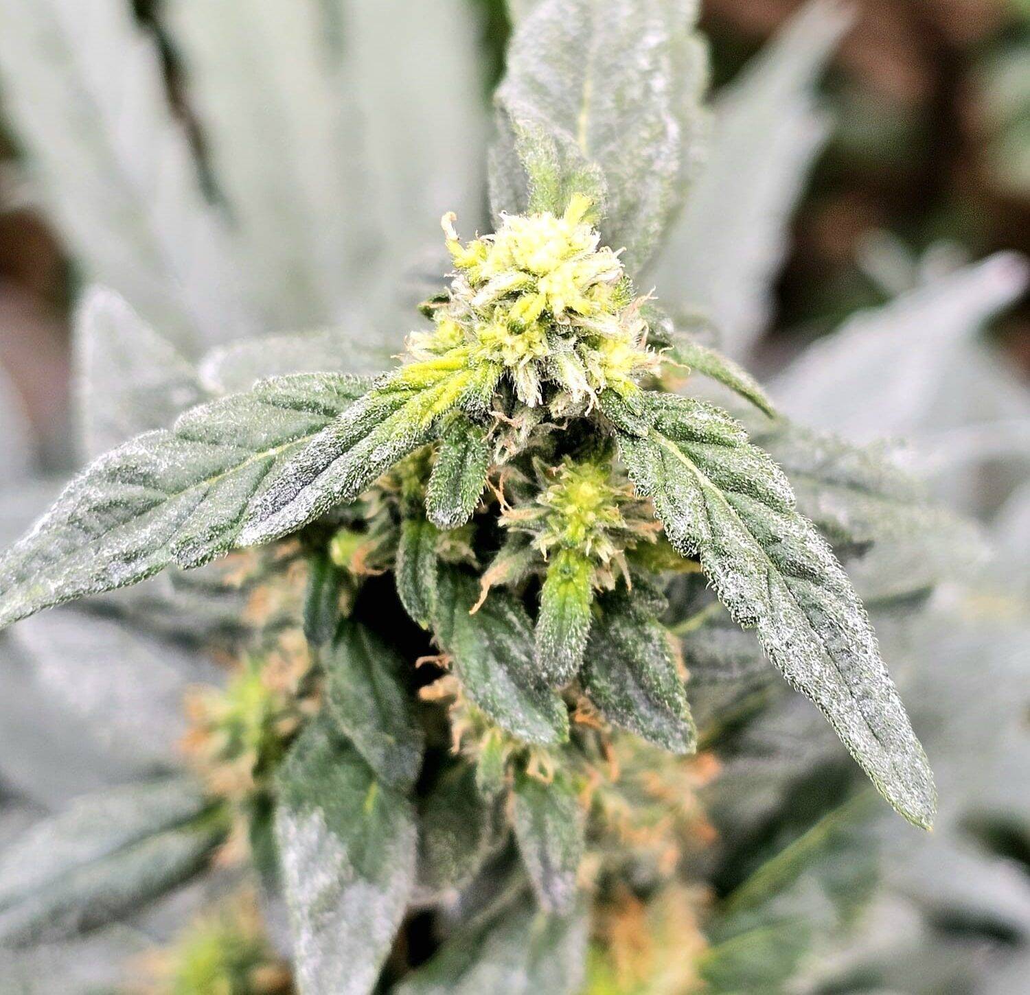 OG Kush Cannabis Plant | Cannabiz Seed OG Kush Cannabis Plant