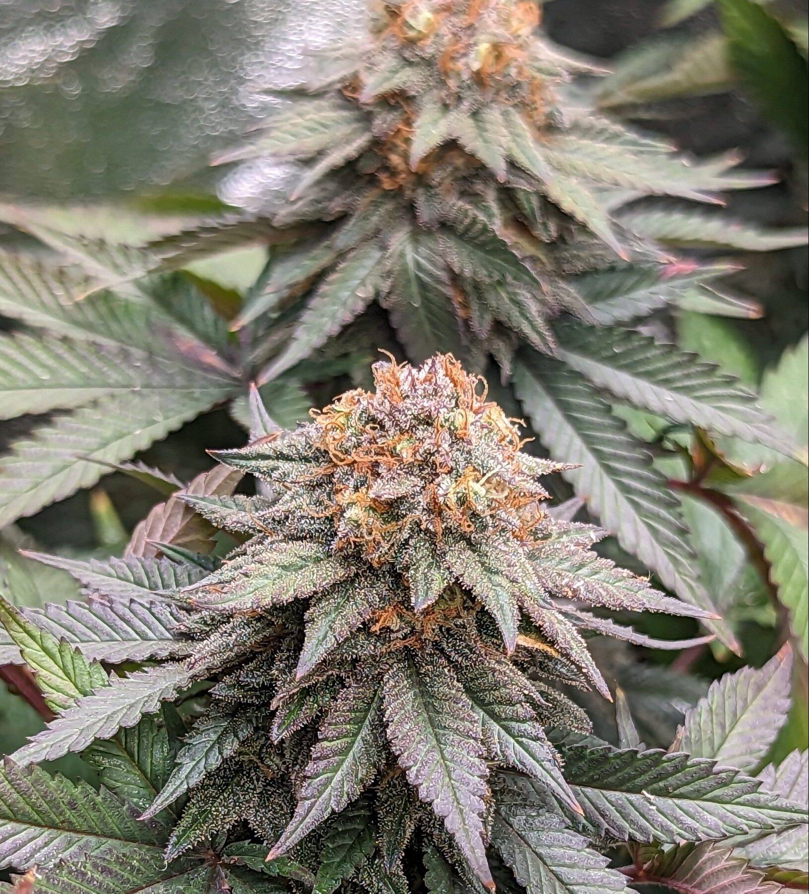 Pineapple Express Feminized Cannabis | Cannabiz Seed Pineapple Express Feminized Cannabis in Grow Room