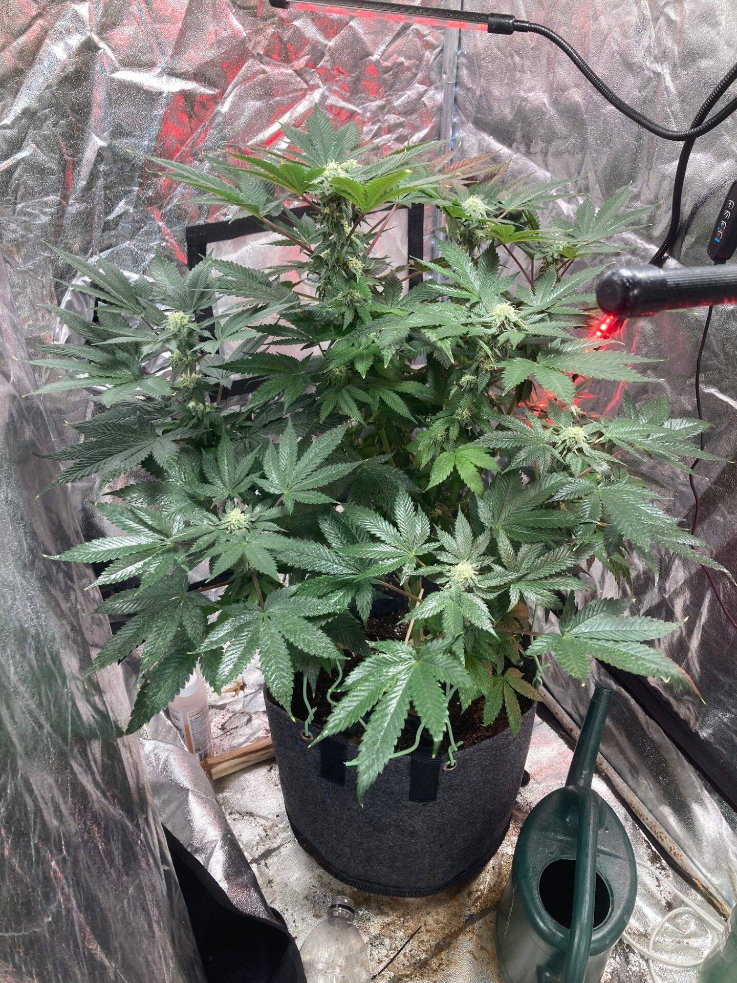 Tangerine Dream Autoflower Beginning Stages | Cannabiz Seed Tangerine Dream Autoflower Beginning Stages