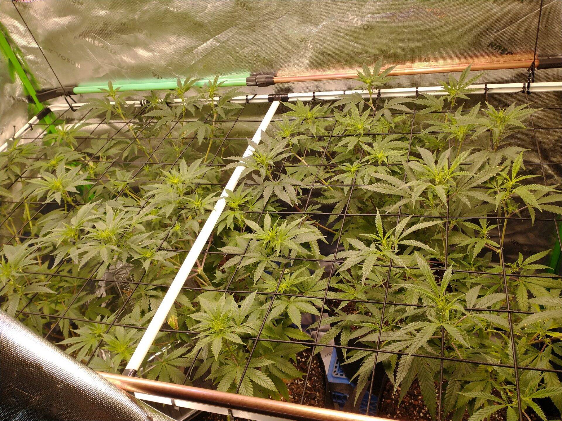 Tropicana Cherry Indoor Growing | Cannabiz Seed Tropicana Cherry Growing in Indoor Setting