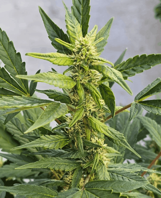 Pennywise CBD Cannabis Plant | Cannabiz Seed Pennywise CBD Cannabis Plant