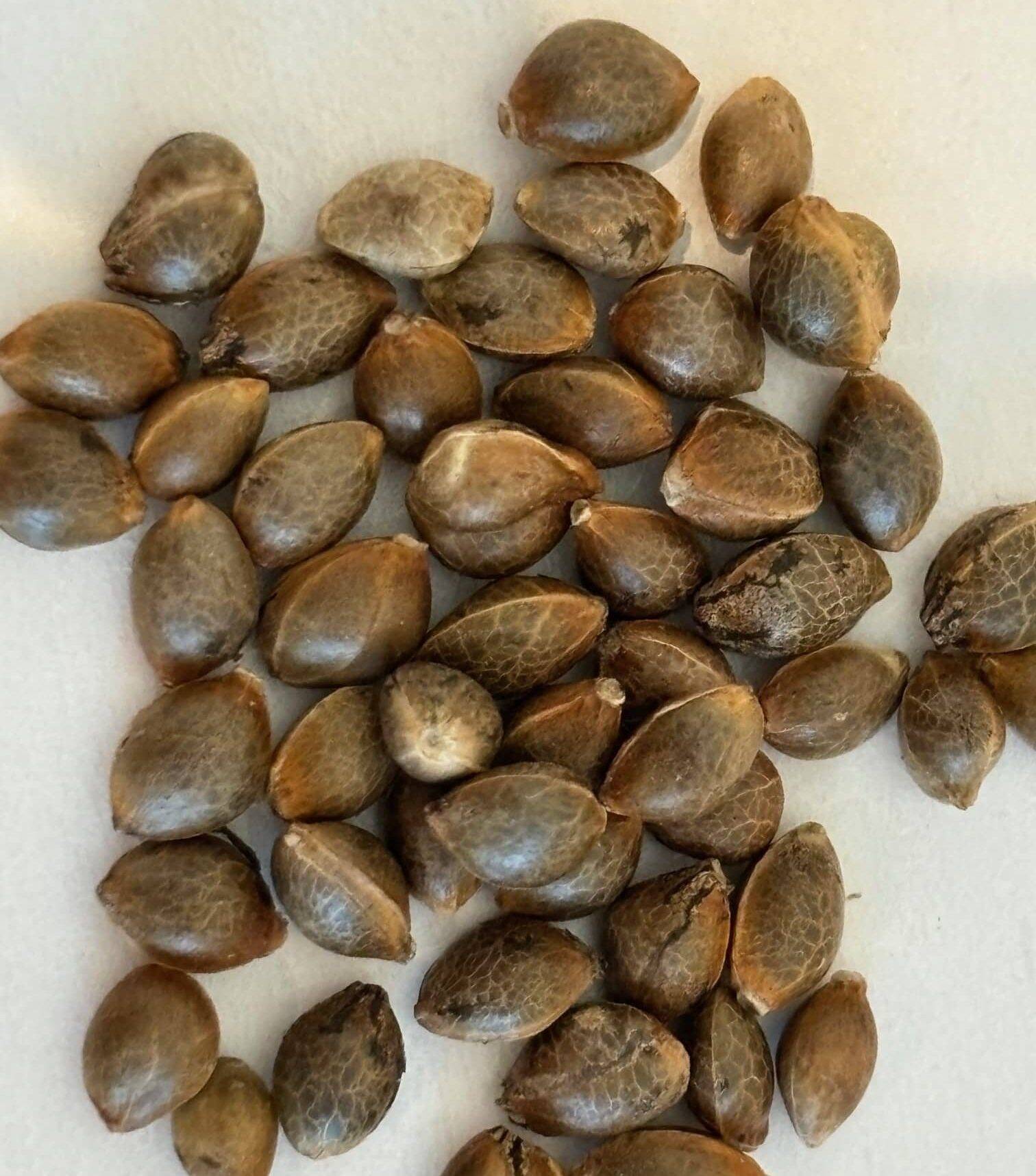 Candy Kush Autoflower Cannabis Seeds | Cannabiz Seed Candy Kush Autoflower Cannabis Seeds