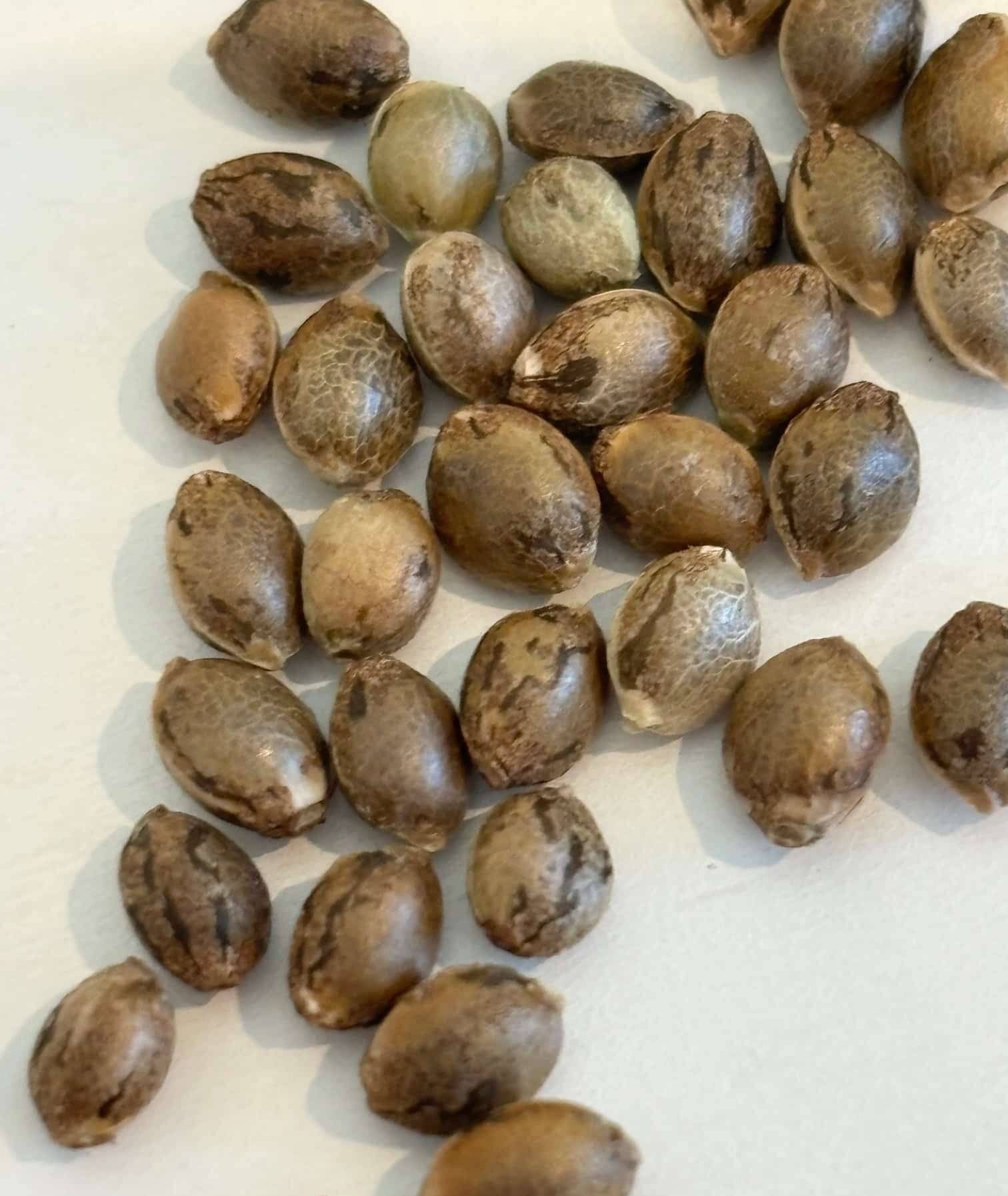 Harlequin CBD Cannabis Seeds | Cannabiz Seed Harlequin CBD Cannabis Seeds