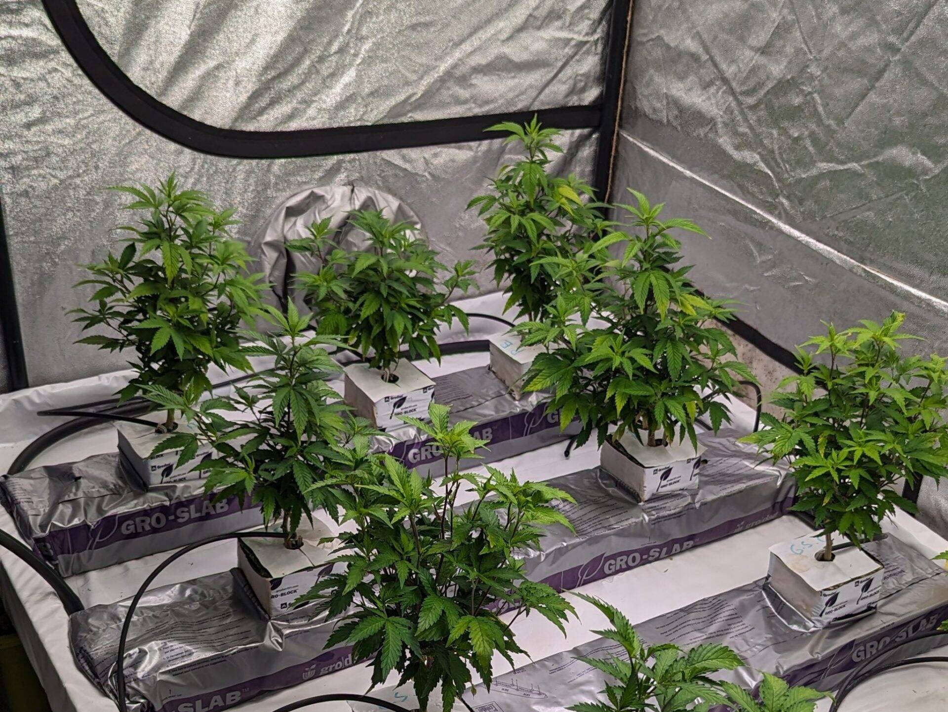 Pineapple Express Cannabis Teen Phase | Cannabiz Seed Pineapple Express Teen Phase in grow room