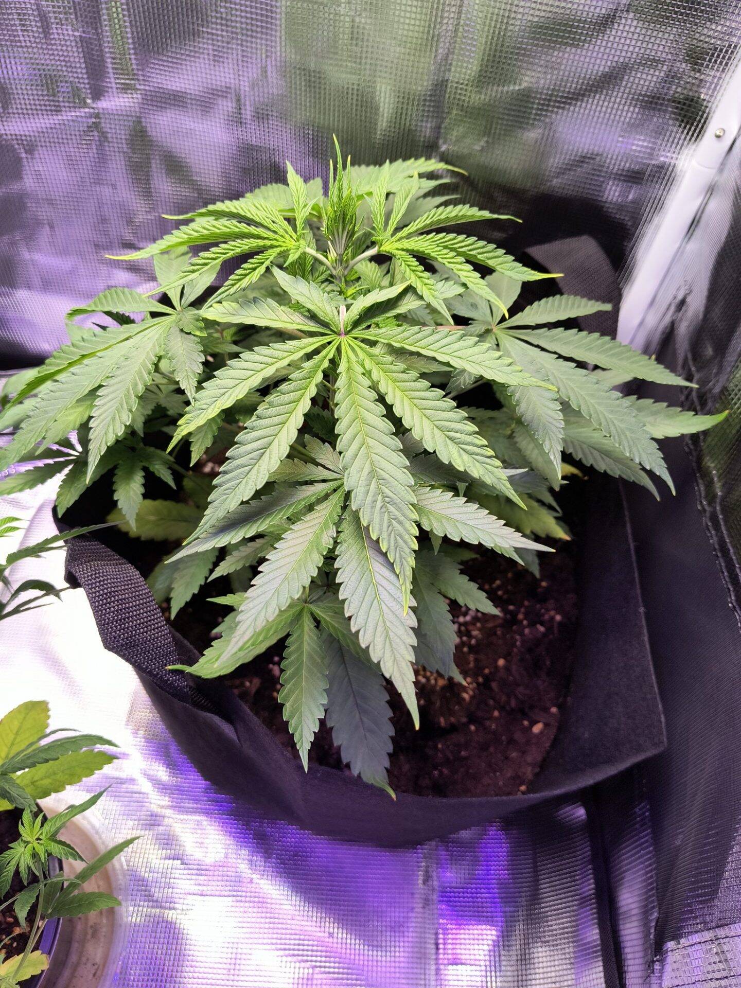Granddaddy Purple Teen Image in Grow Room | Cannabiz Seed Granddaddy Purple Teen Image in Grow Room