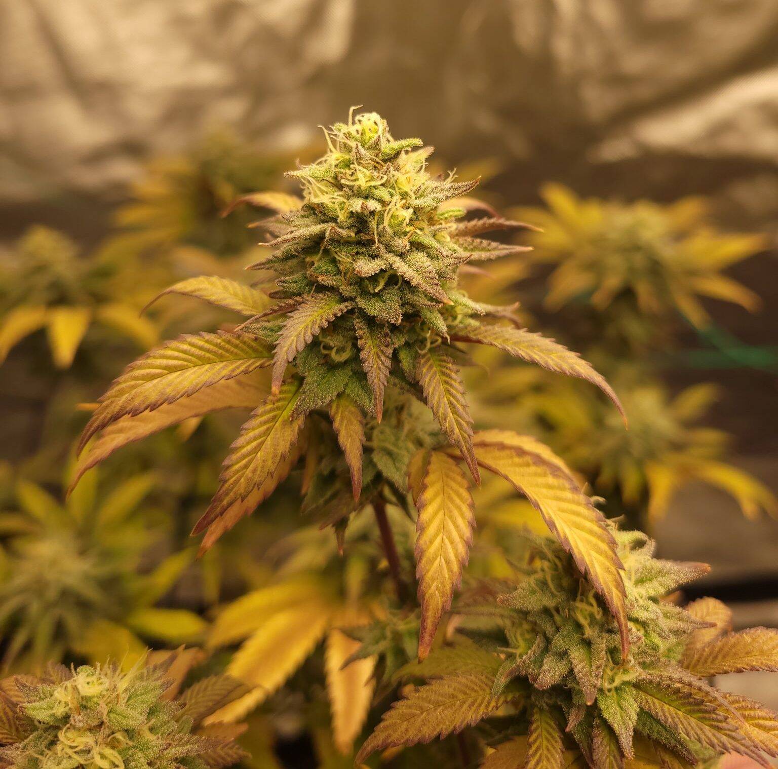 Candy Kush Autoflower Cannabis Plant | Cannabiz Seed Candy Kush Autoflower Cannabis Plant