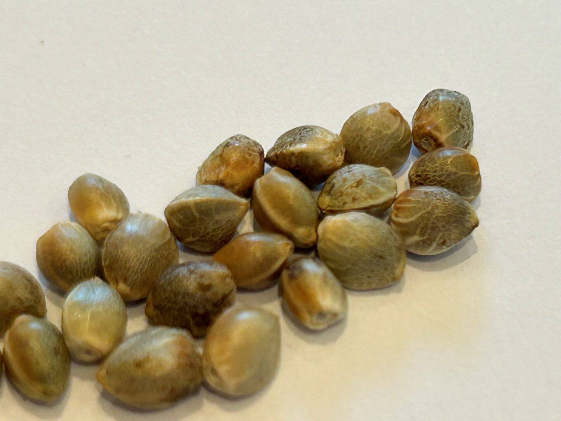 Harle-Tsu CBD Cannabis Seeds | Cannabiz Seed Harle-Tsu CBD Cannabis Seeds