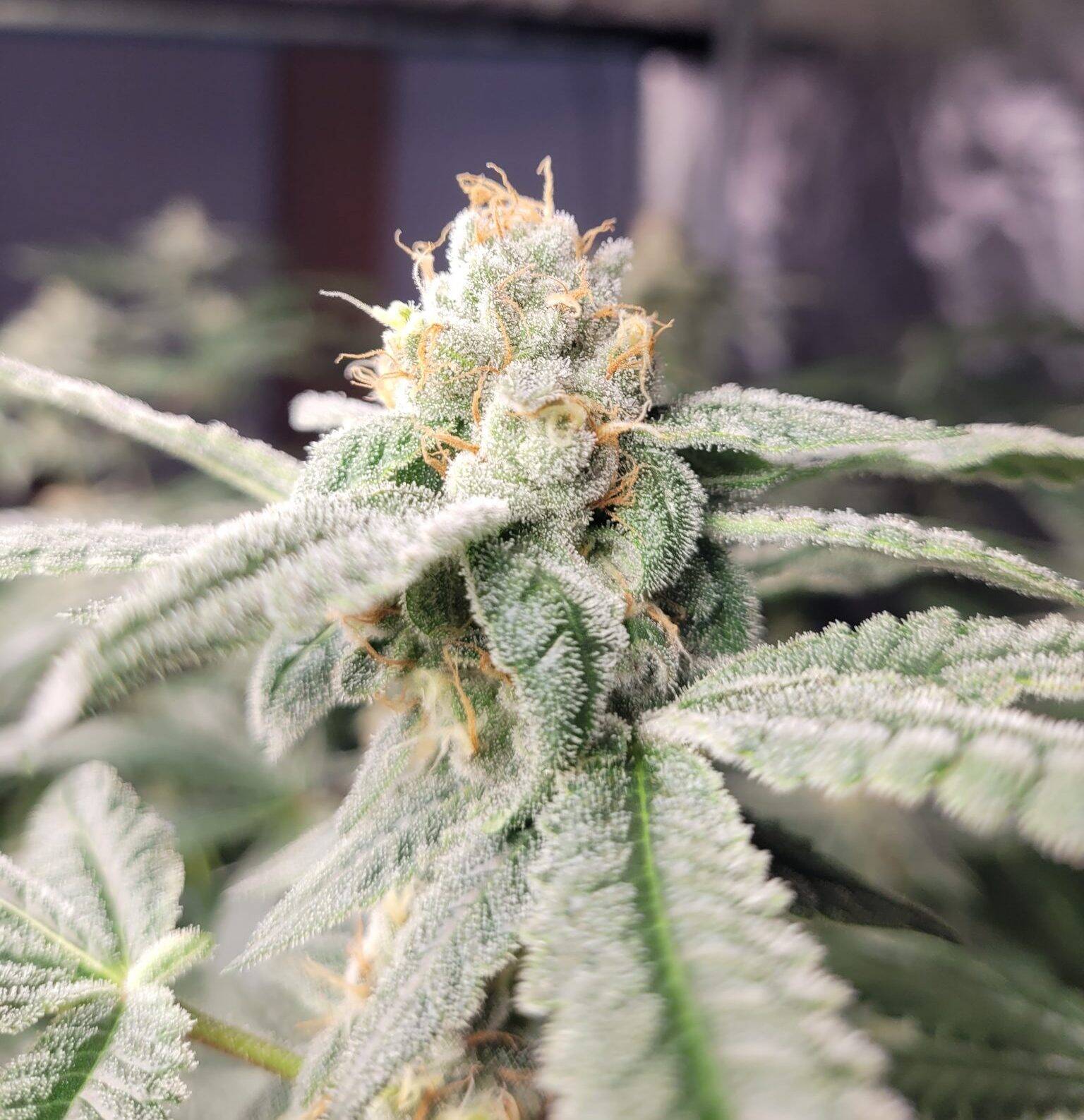 Harlequin CBD Cannabis Plant | Cannabiz Seed Harlequin CBD Cannabis Plant