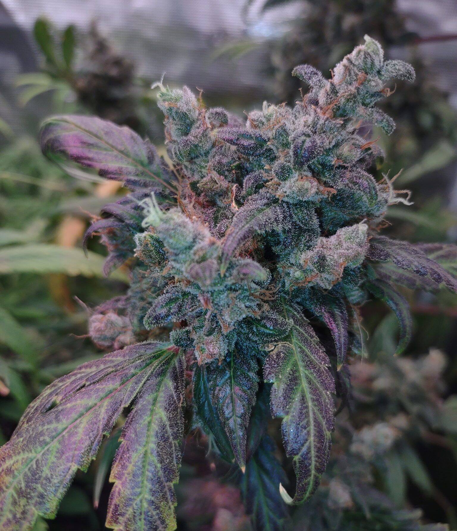 Critical Purple Cannabis Plant | Cannabiz Seed Critical Purple Cannabis Plant