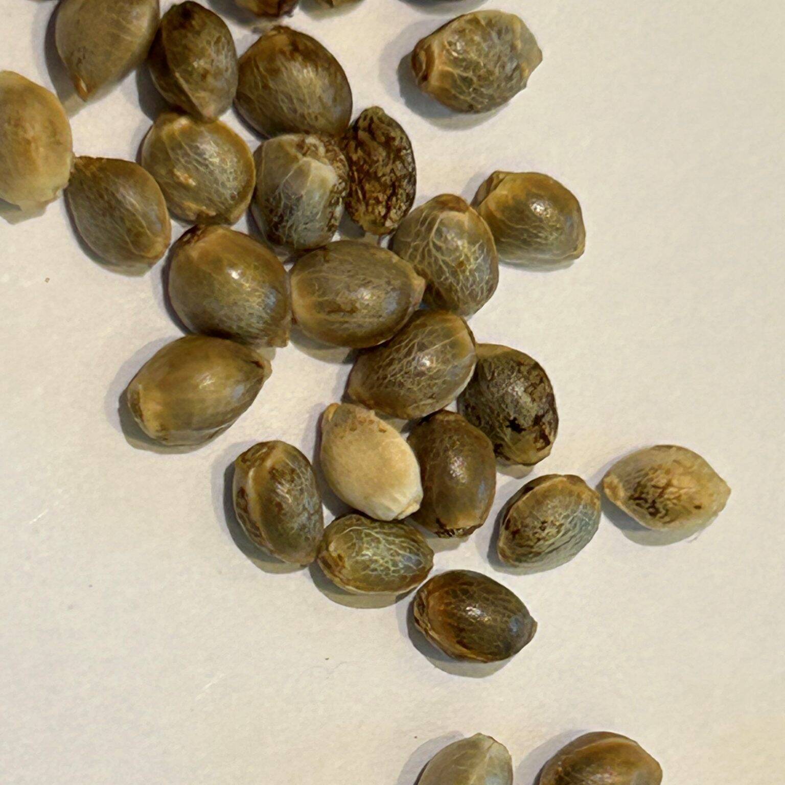 Critical Purple Feminized Cannabis Seeds | Cannabiz Seed Critical Purple Feminized Cannabis Seeds