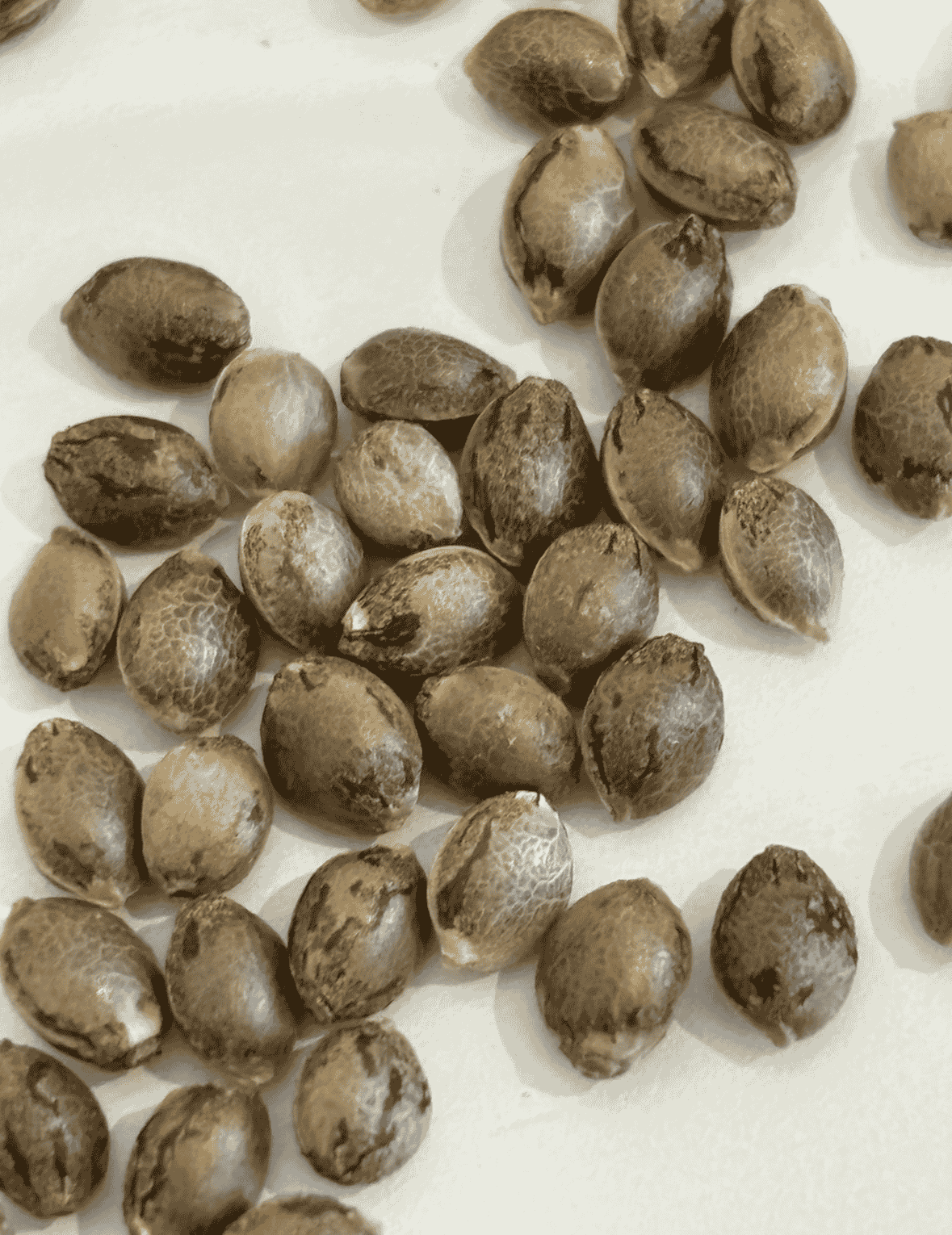 Alpine-Star-CBD-Seeds-e1750176650300 | Cannabiz Seed Alpine Star CBD Seeds