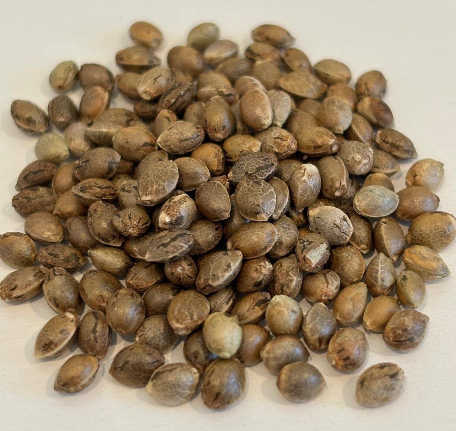 Gorilla Glue Autoflower Image of Seeds | Cannabiz Seed Gorilla Glue Autoflower Image of Seeds