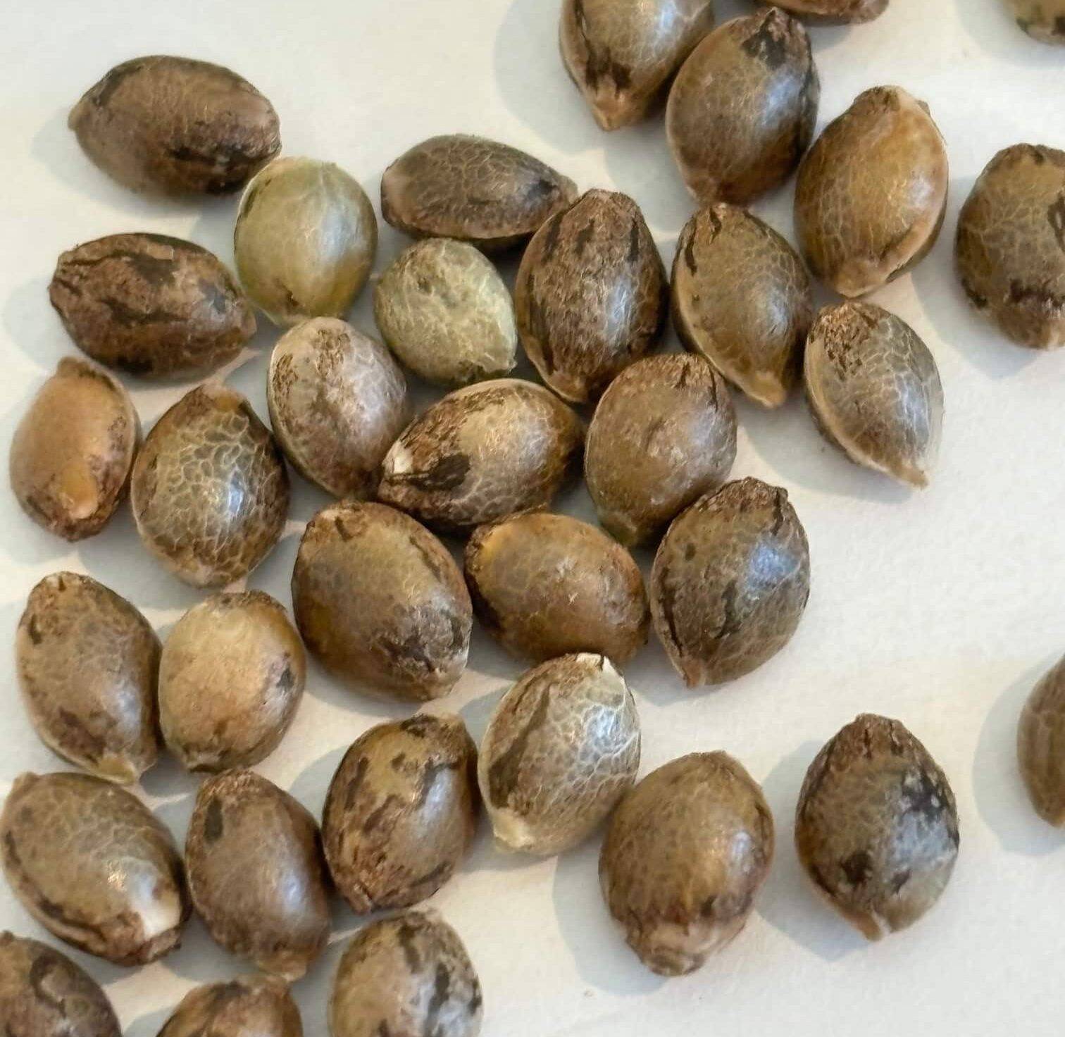 Super Silver Haze Autoflower Image of Seeds | Cannabiz Seed Super Silver Haze Autoflower Image of Seeds