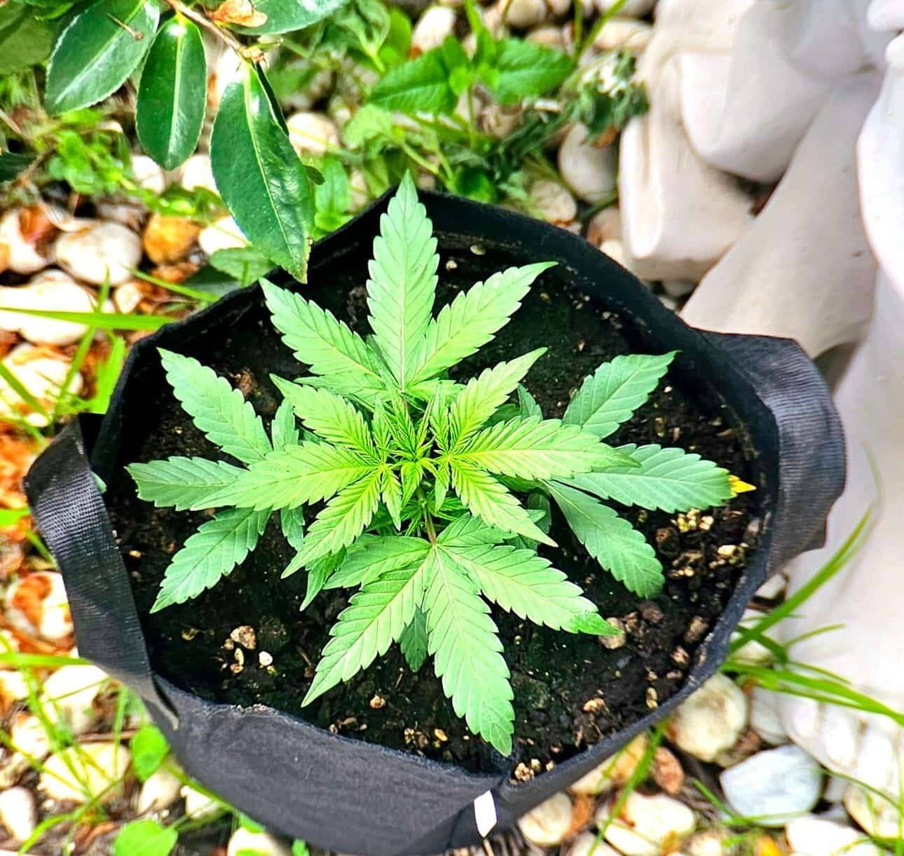 Pink Runtz Autoflower Beginning Stages | Cannabiz Seed Pink Runtz Autoflower Beginning Stages