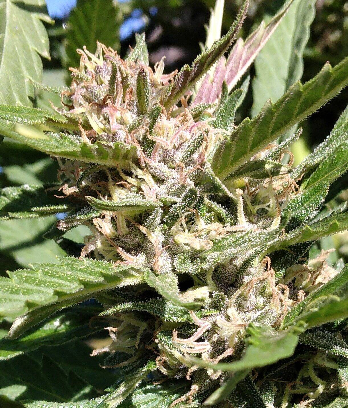 Pink Runtz Autoflower Cannabis Plant | Cannabiz Seed Pink Runtz Autoflower Cannabis Plant