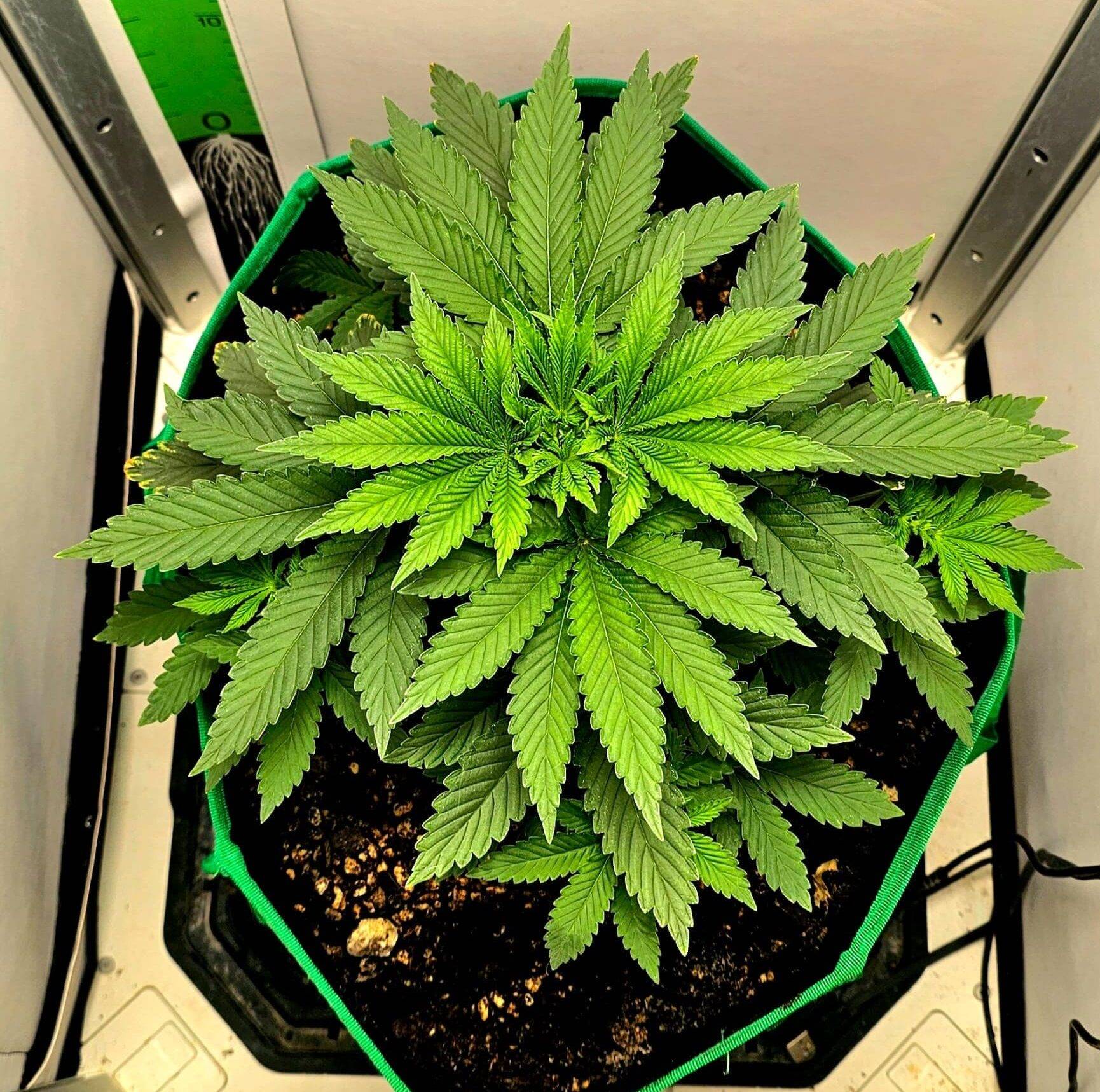 Purple Punch Autoflower Beginning Stages | Cannabiz Seed Purple Punch Autoflower Beginning Stages